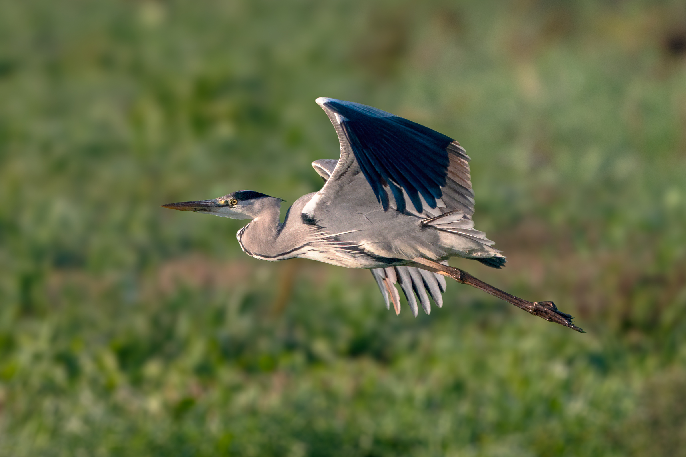 Gray heron