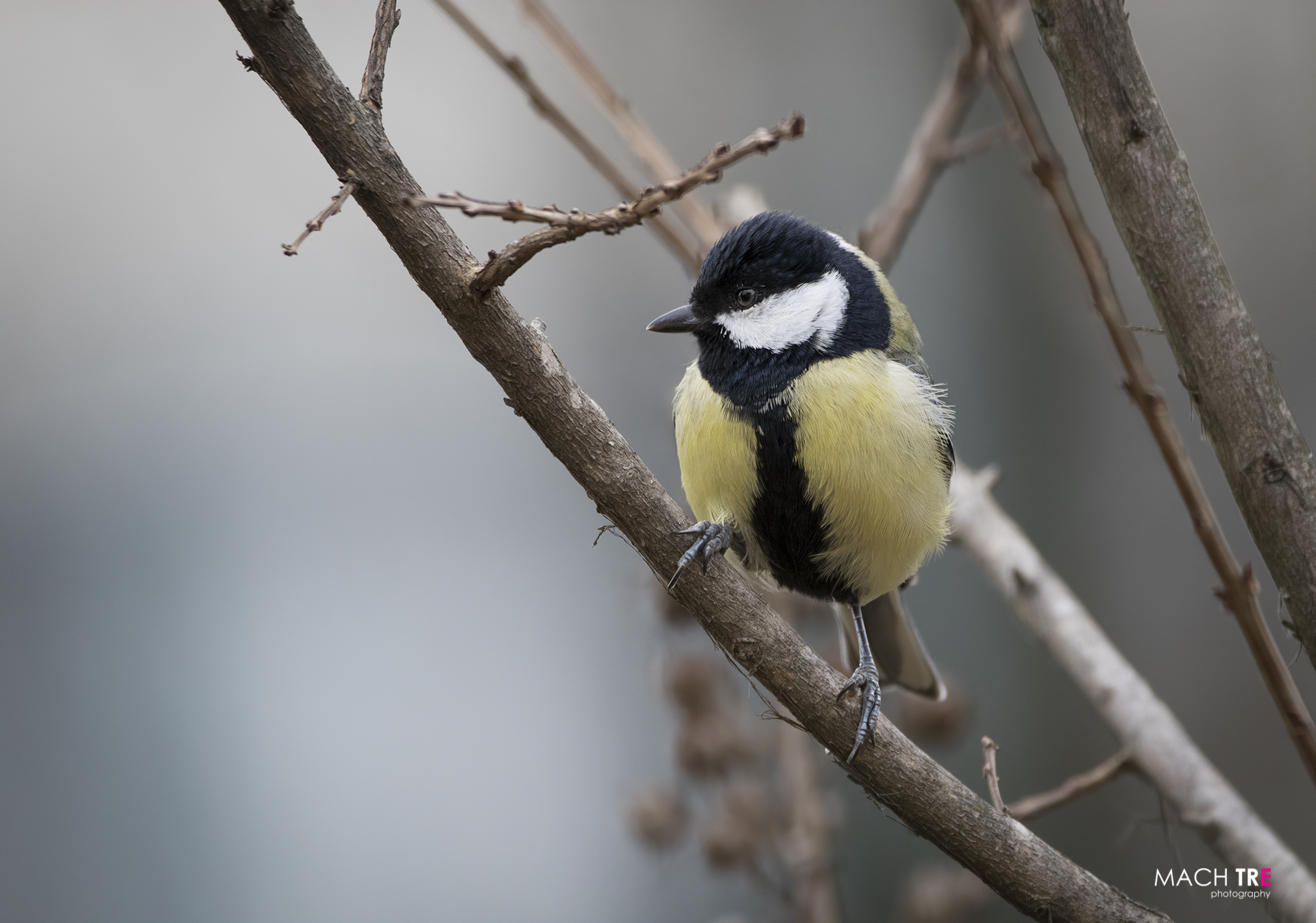 Cinciallegra (Parus major)