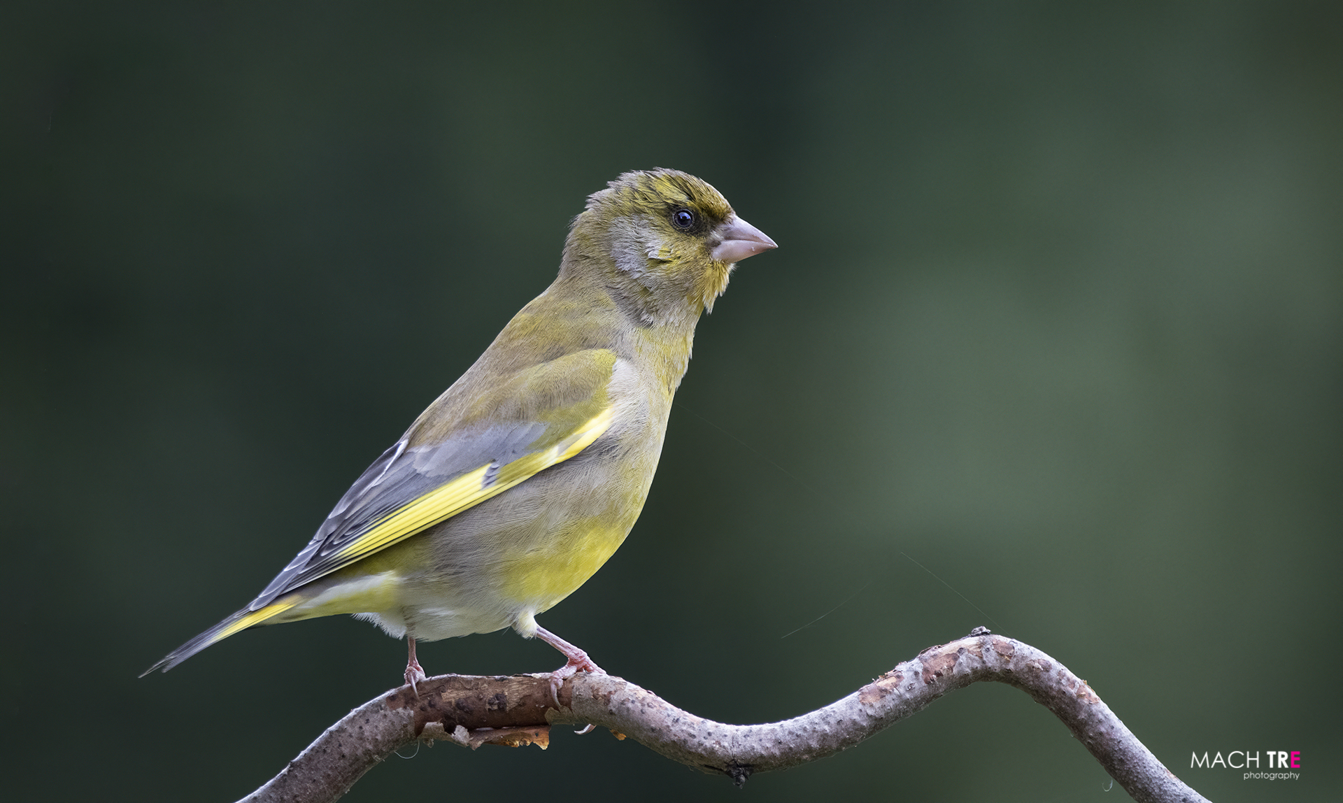 Verdon, in the Chloris chloris département