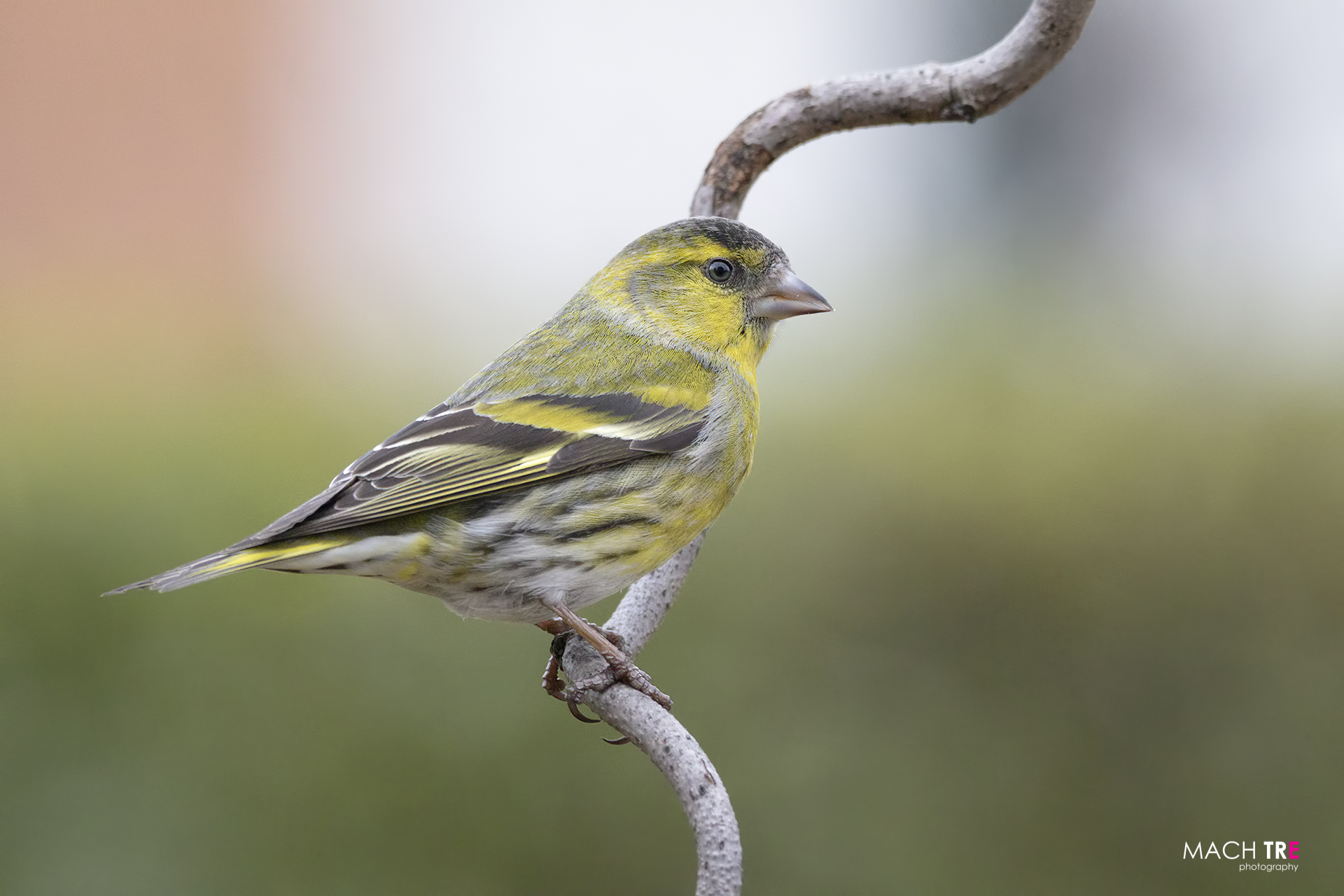 Lucherin (Cardelius spinus)