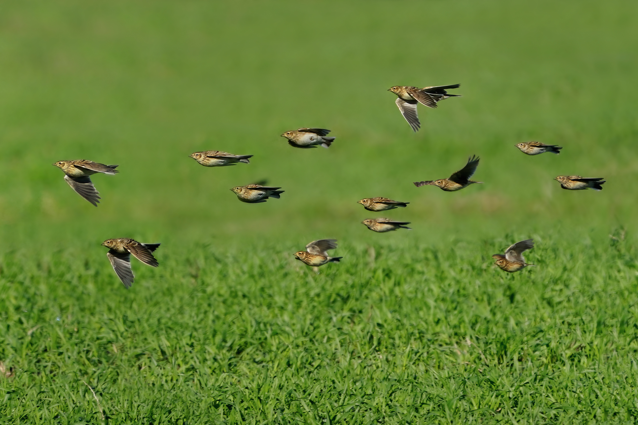 Allodole in volo libero