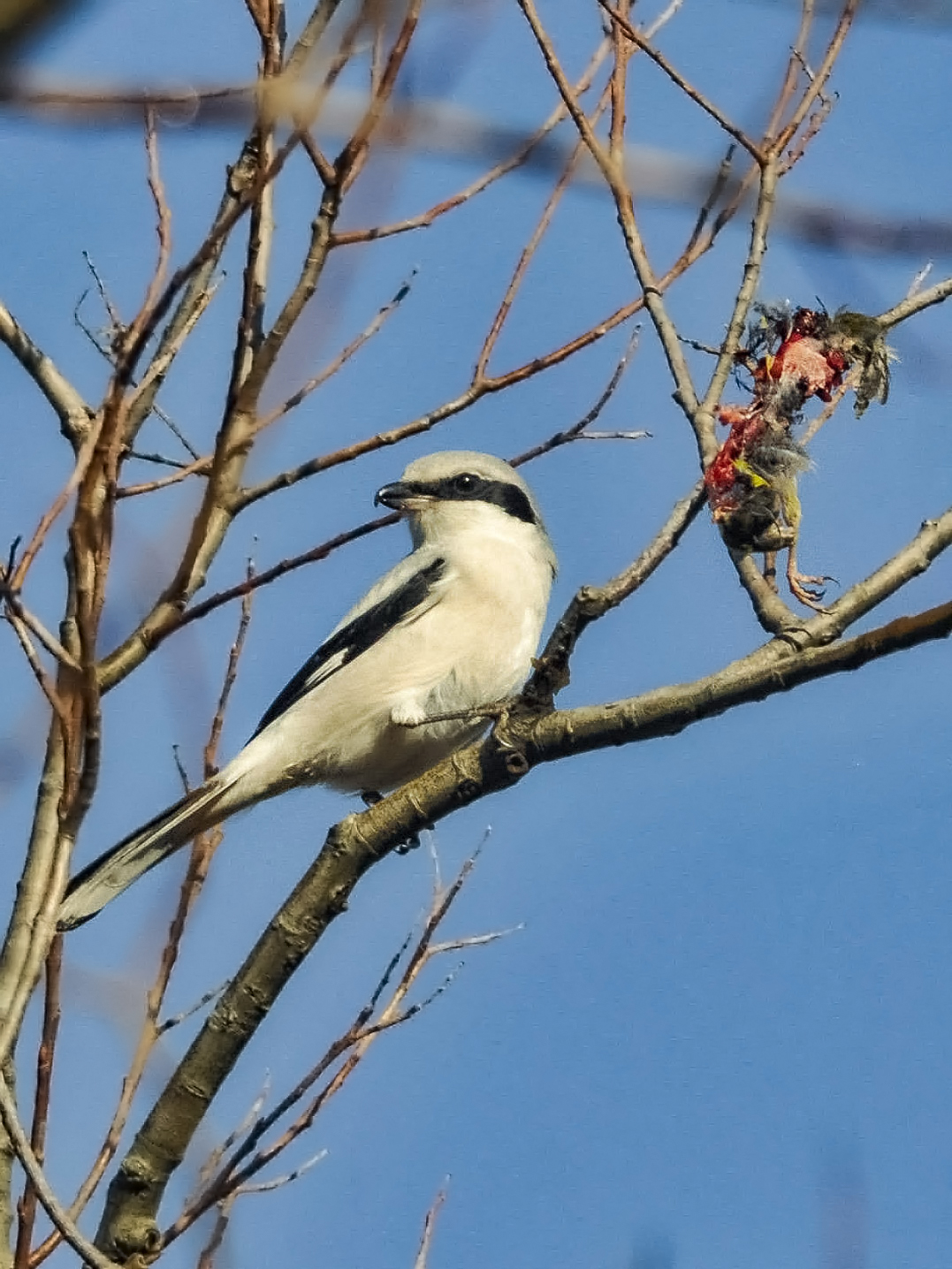Averla maggiore il piccolo "rapace"