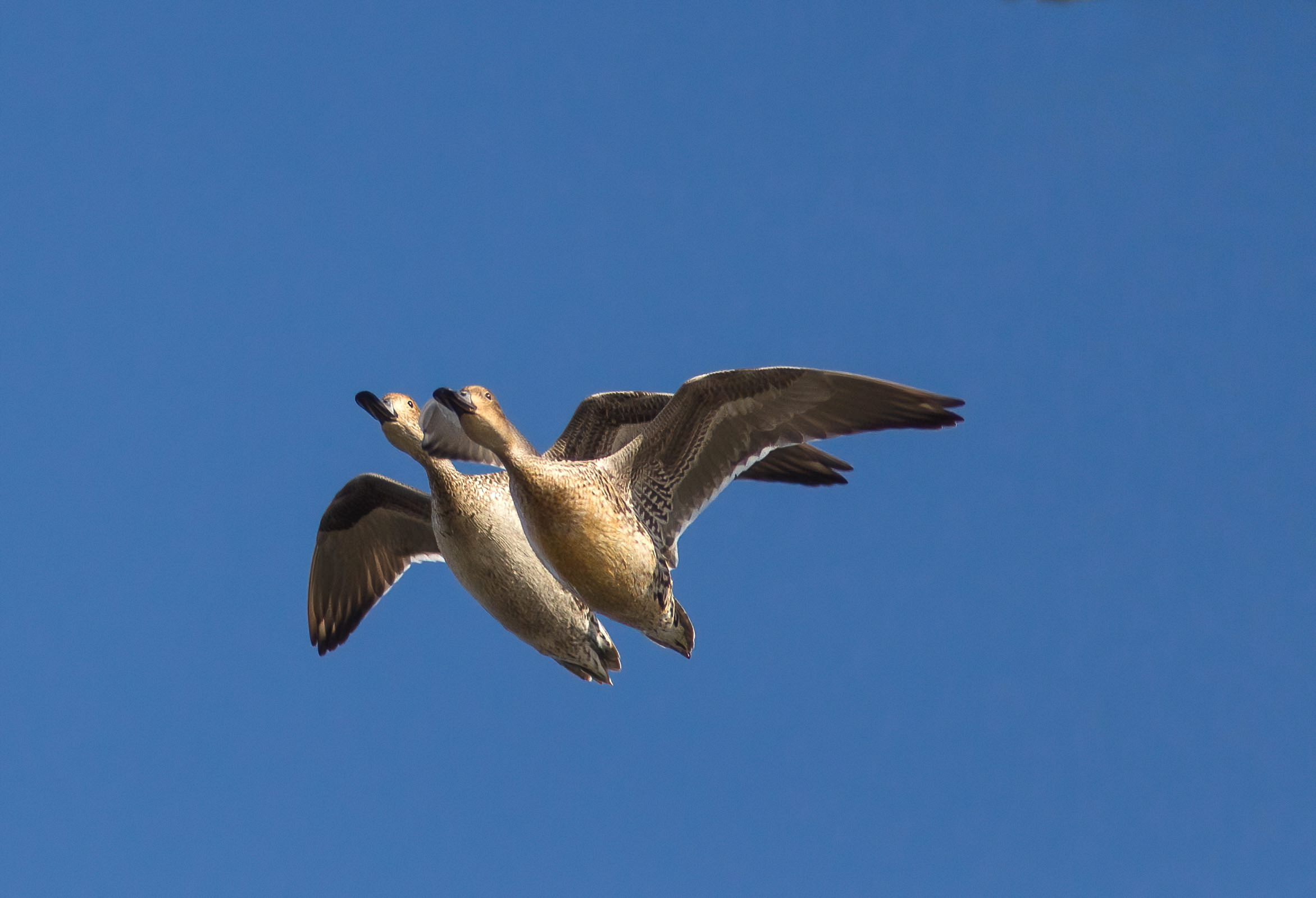Codoni in volo sincronizzato