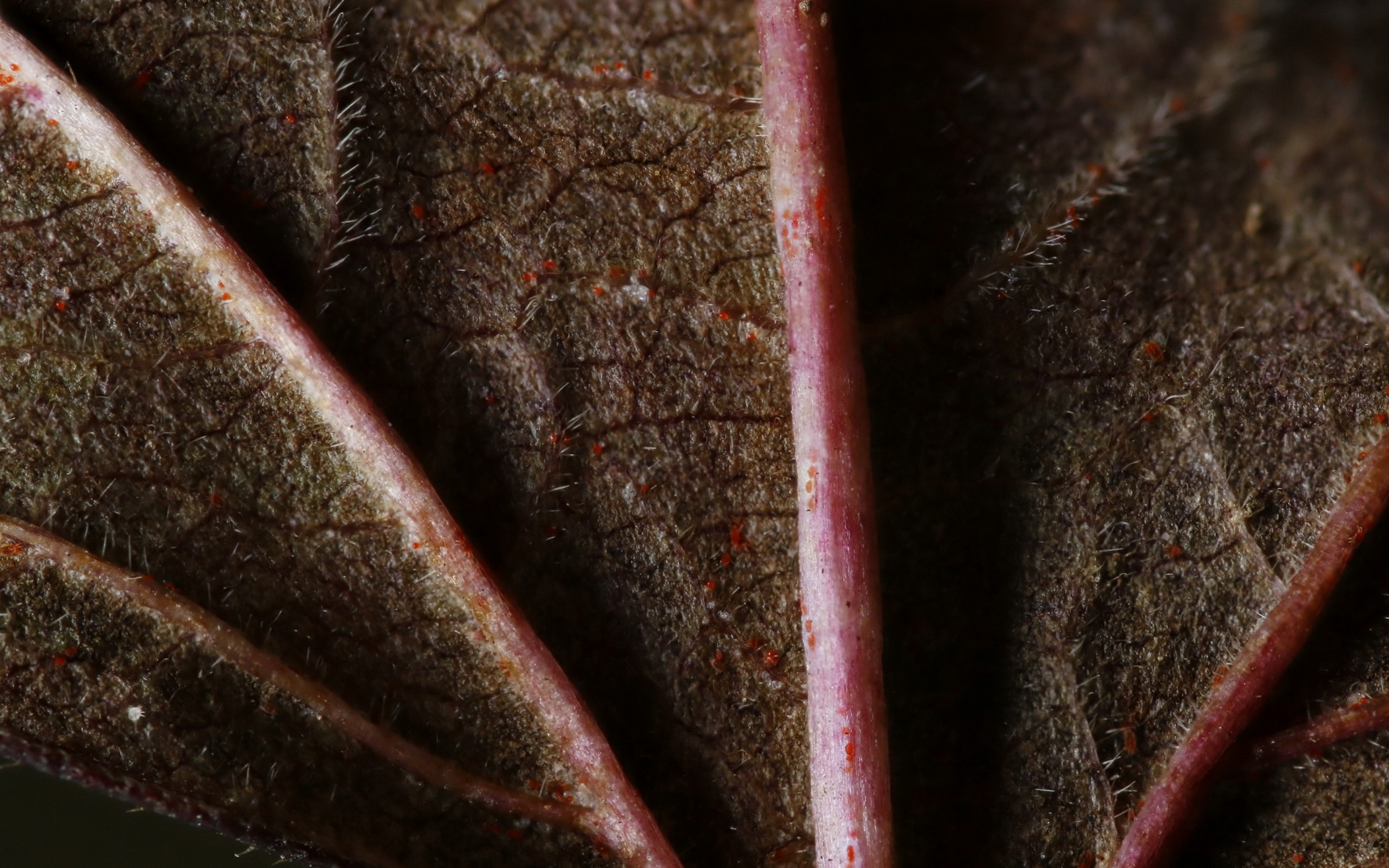 stressed by lockdown 4