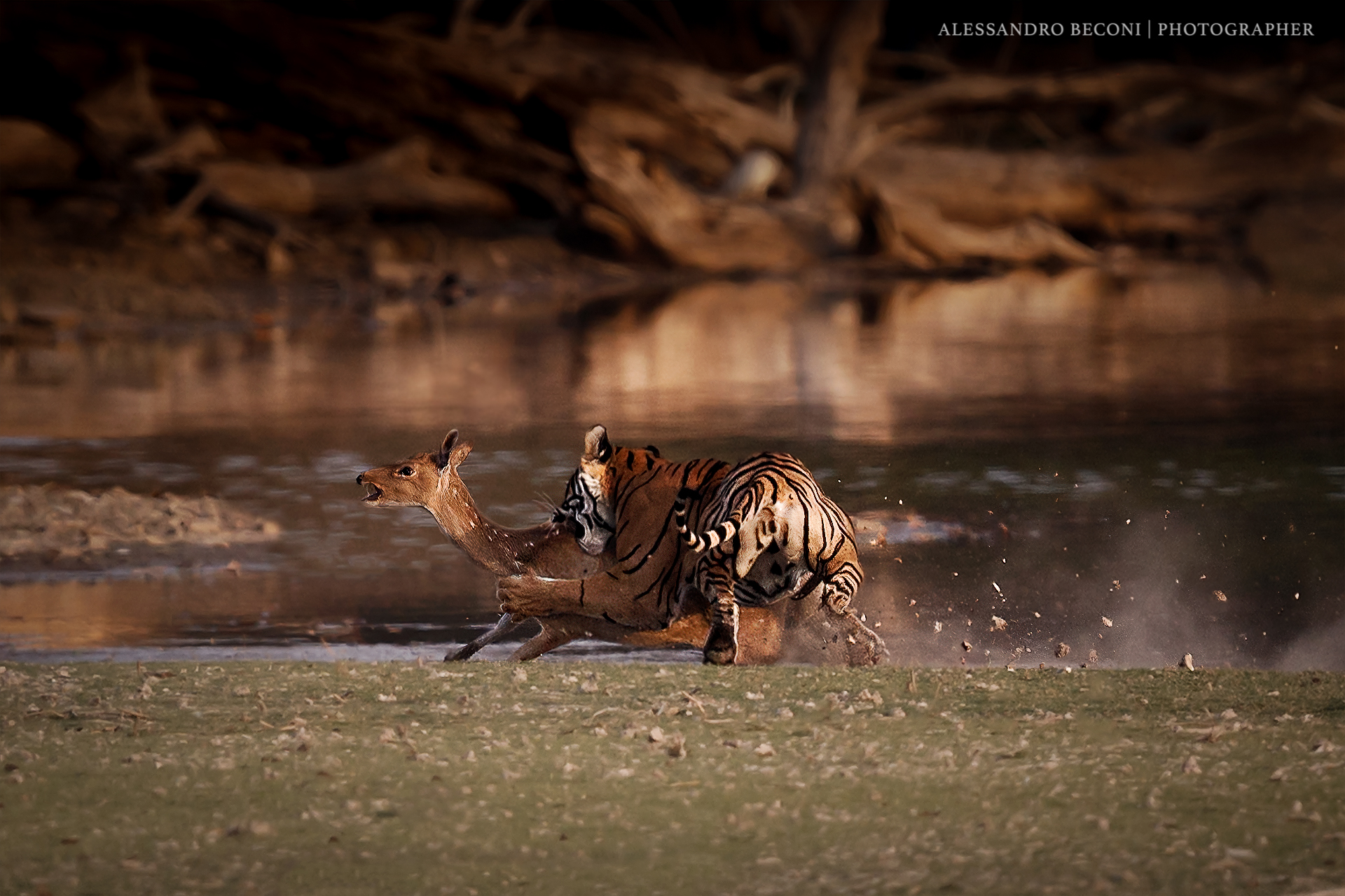 La caccia di Arrowhead