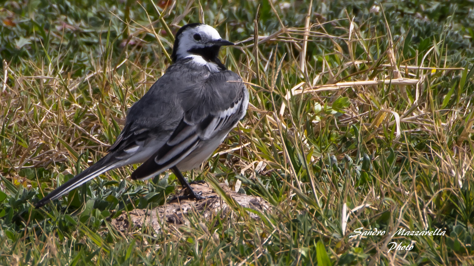 White Wagtail