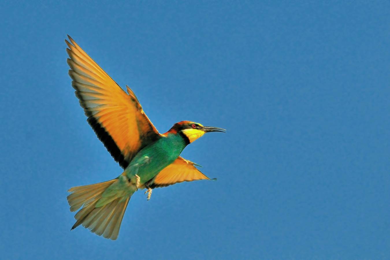 se ne vedono di tutti i colori