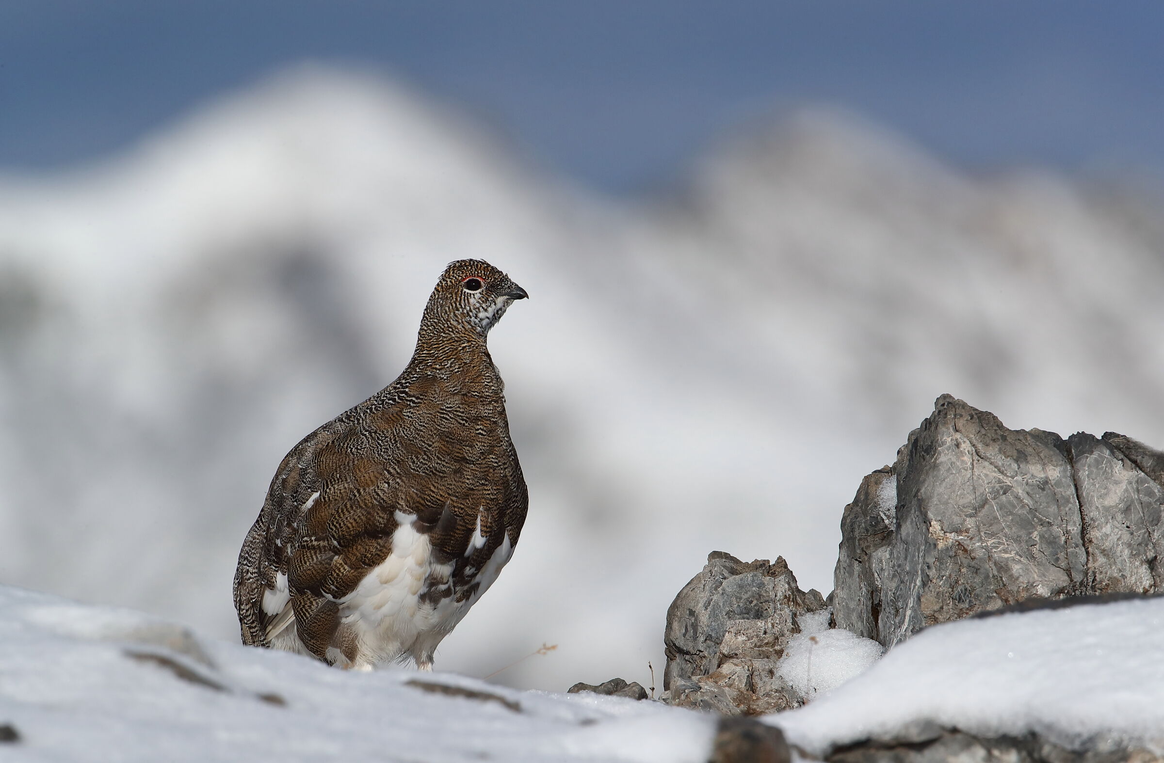 The Lookout of the Alps