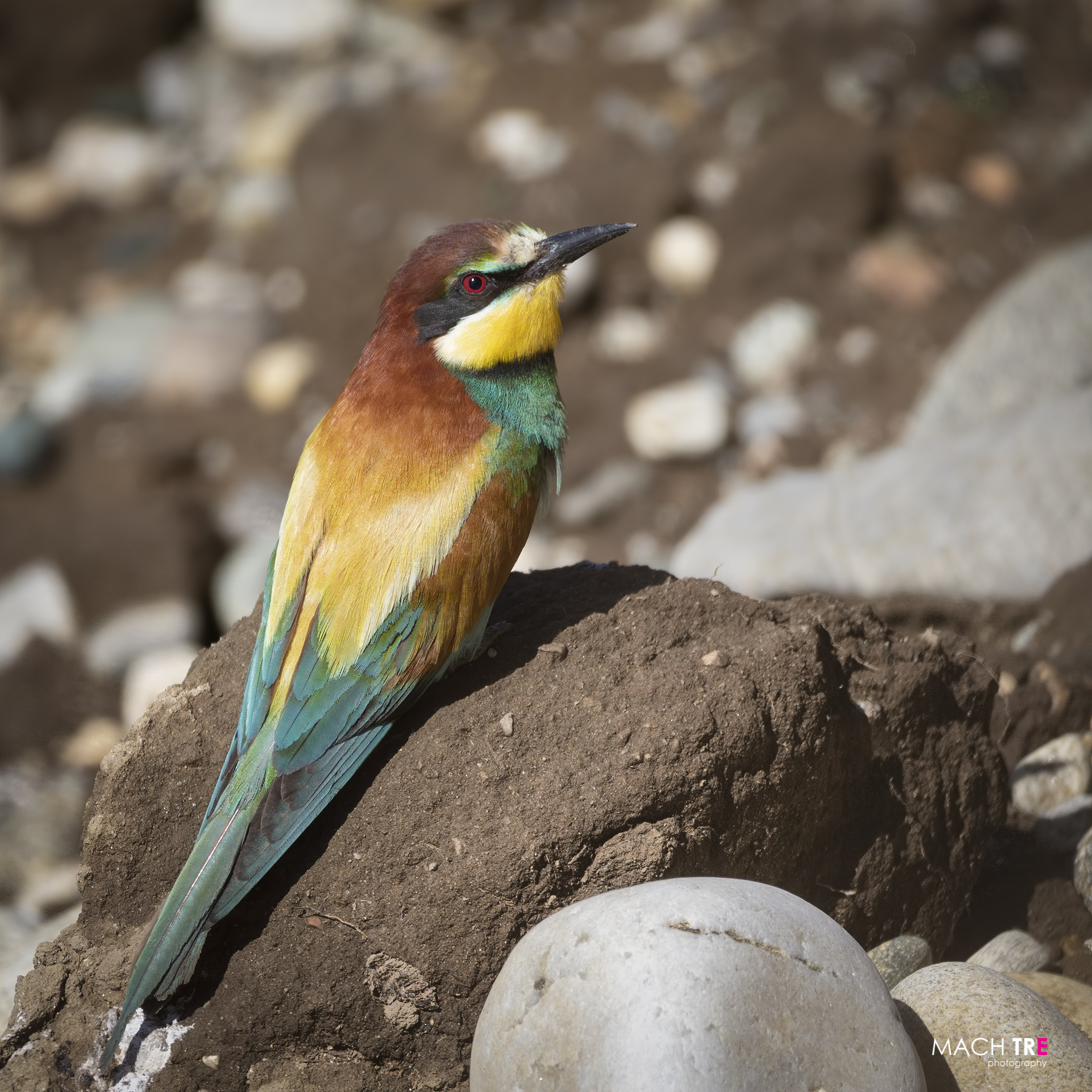 Bee-eater