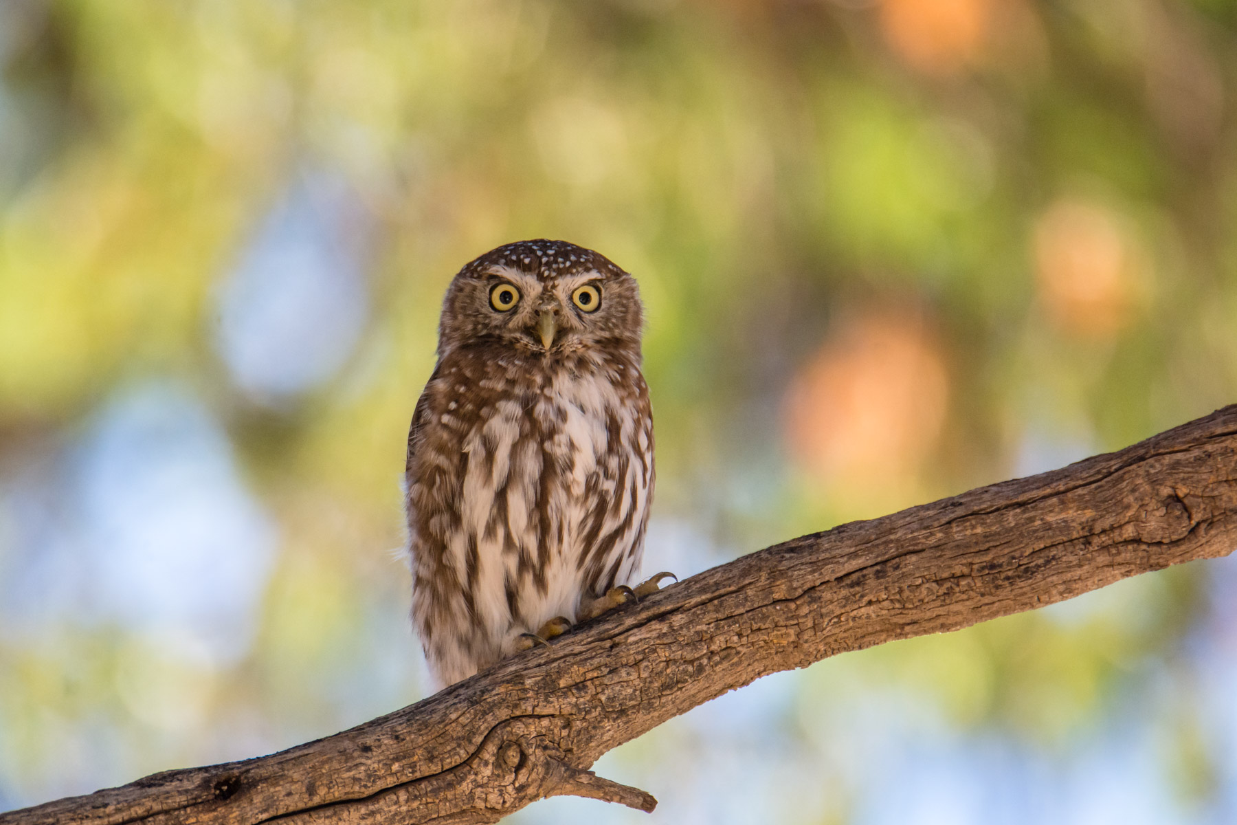 Civetta nana perlata (Glaucidium perlatum)