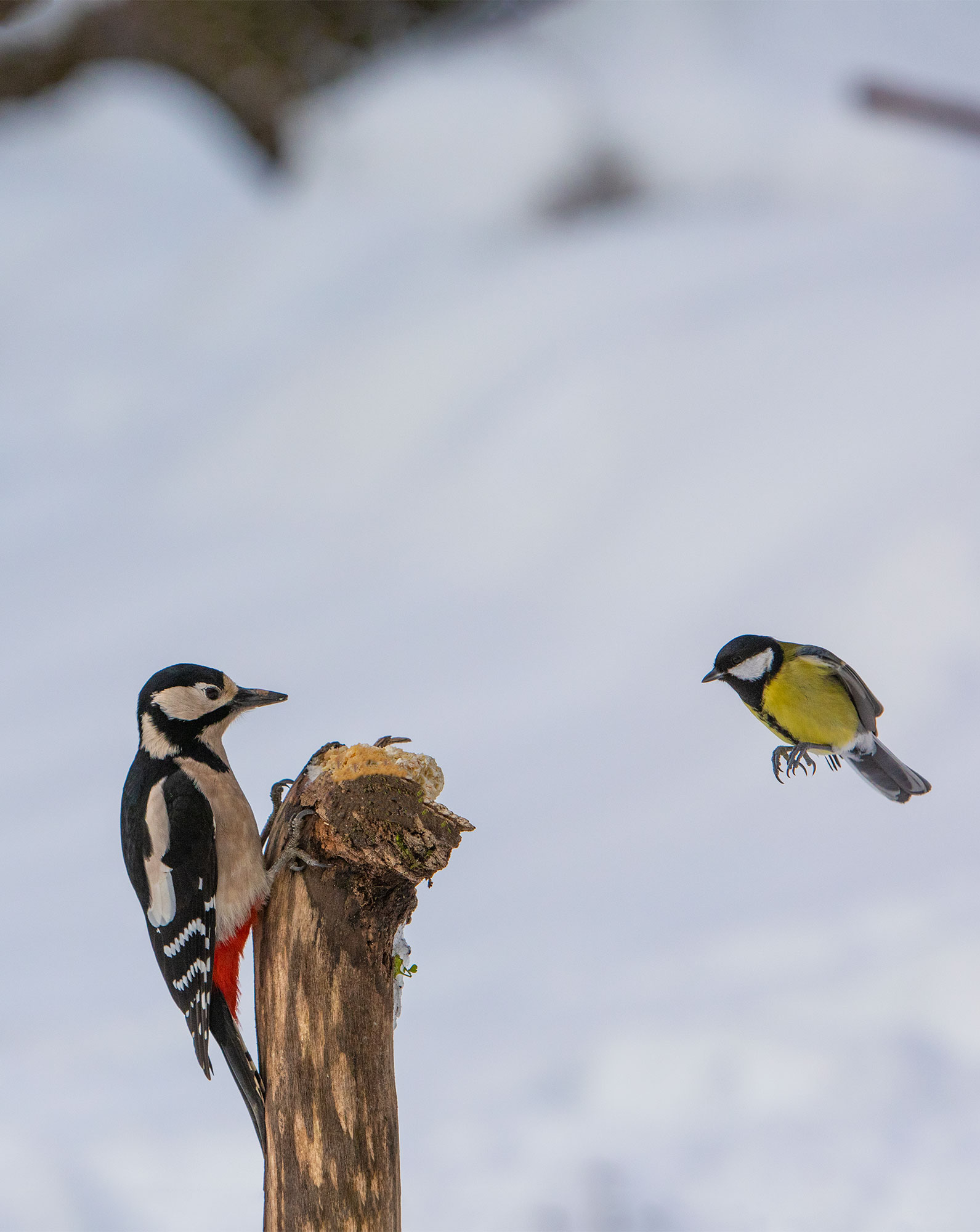Picchio rosso maggiore e cinciallegra
