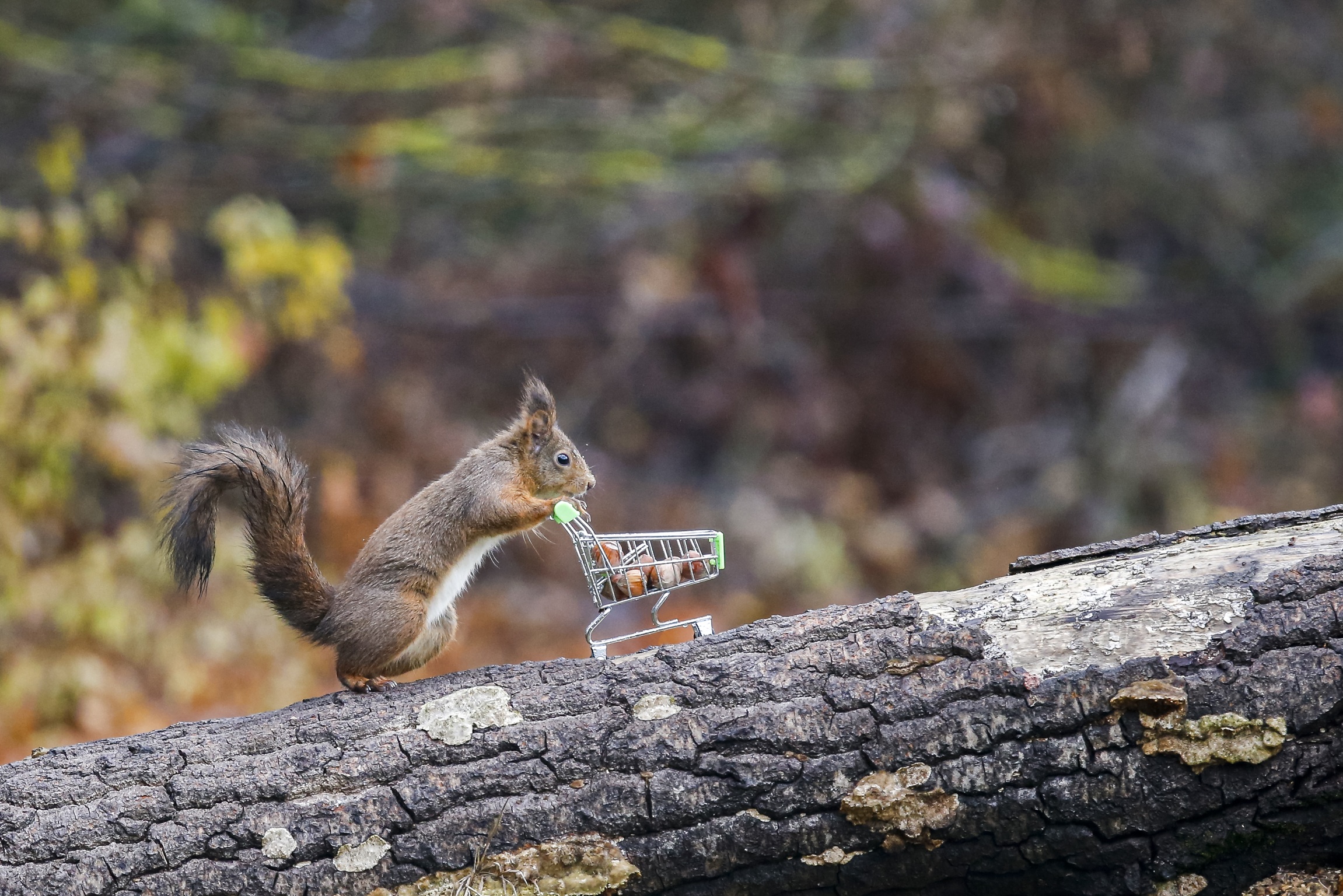 Andiamo a fare la spesa