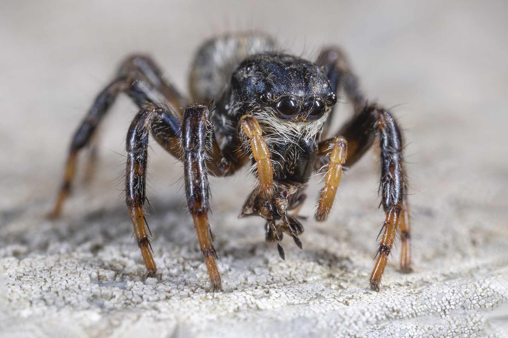 Salticidae impossible to identify