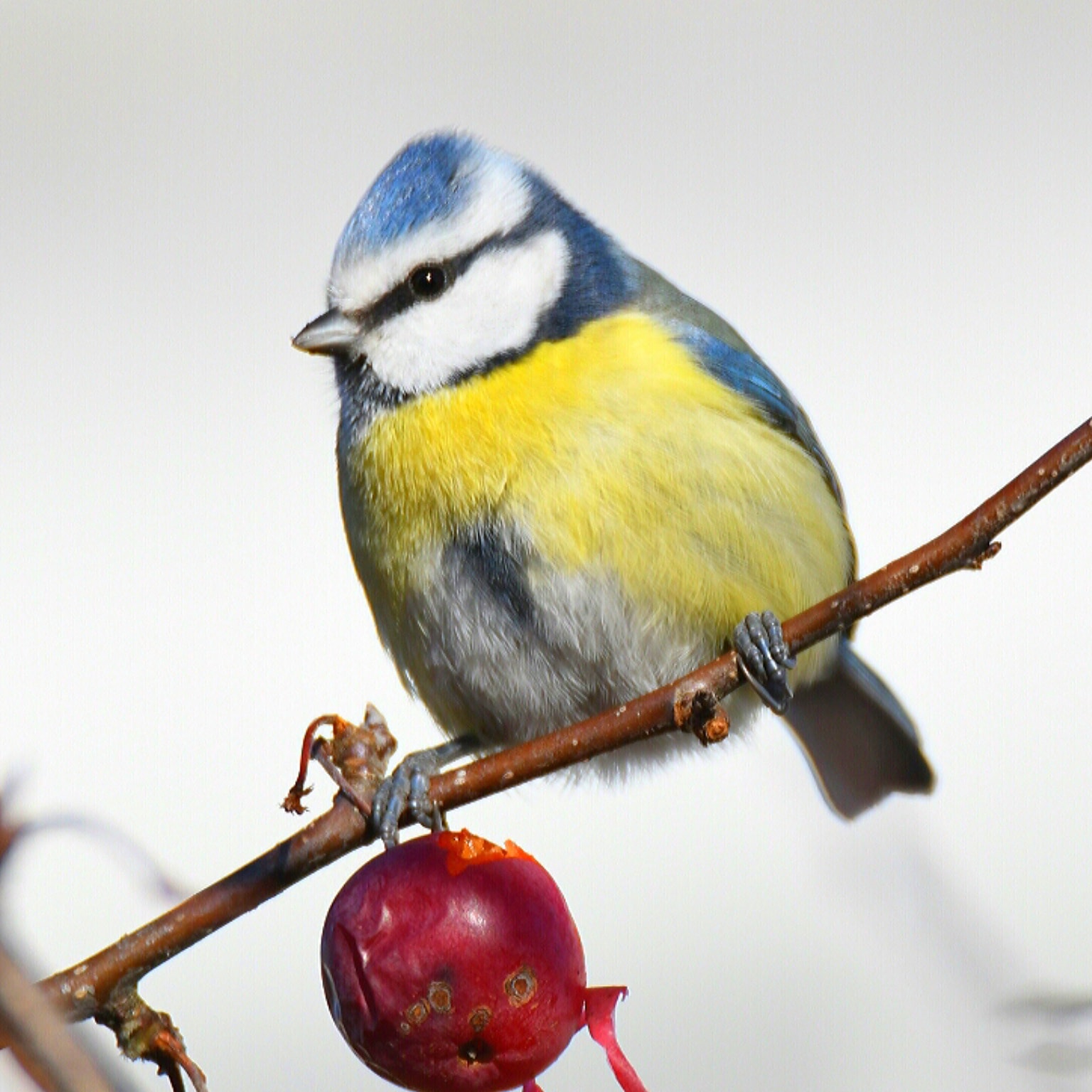 Blue tit-cyanistes caeruleus  - Cinciarella.