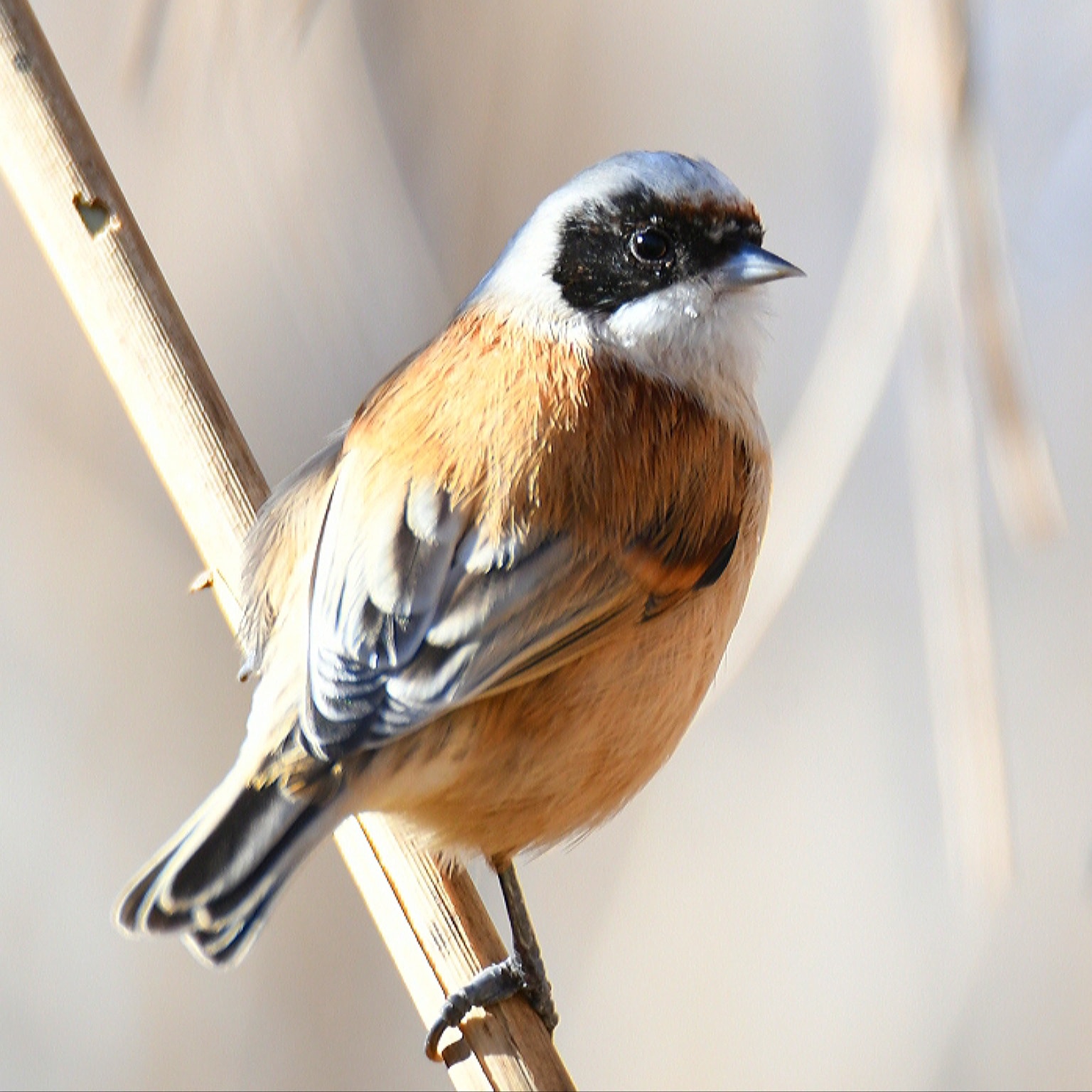 Penduline tit-Pendolino-Pendolin remiz pendulinus