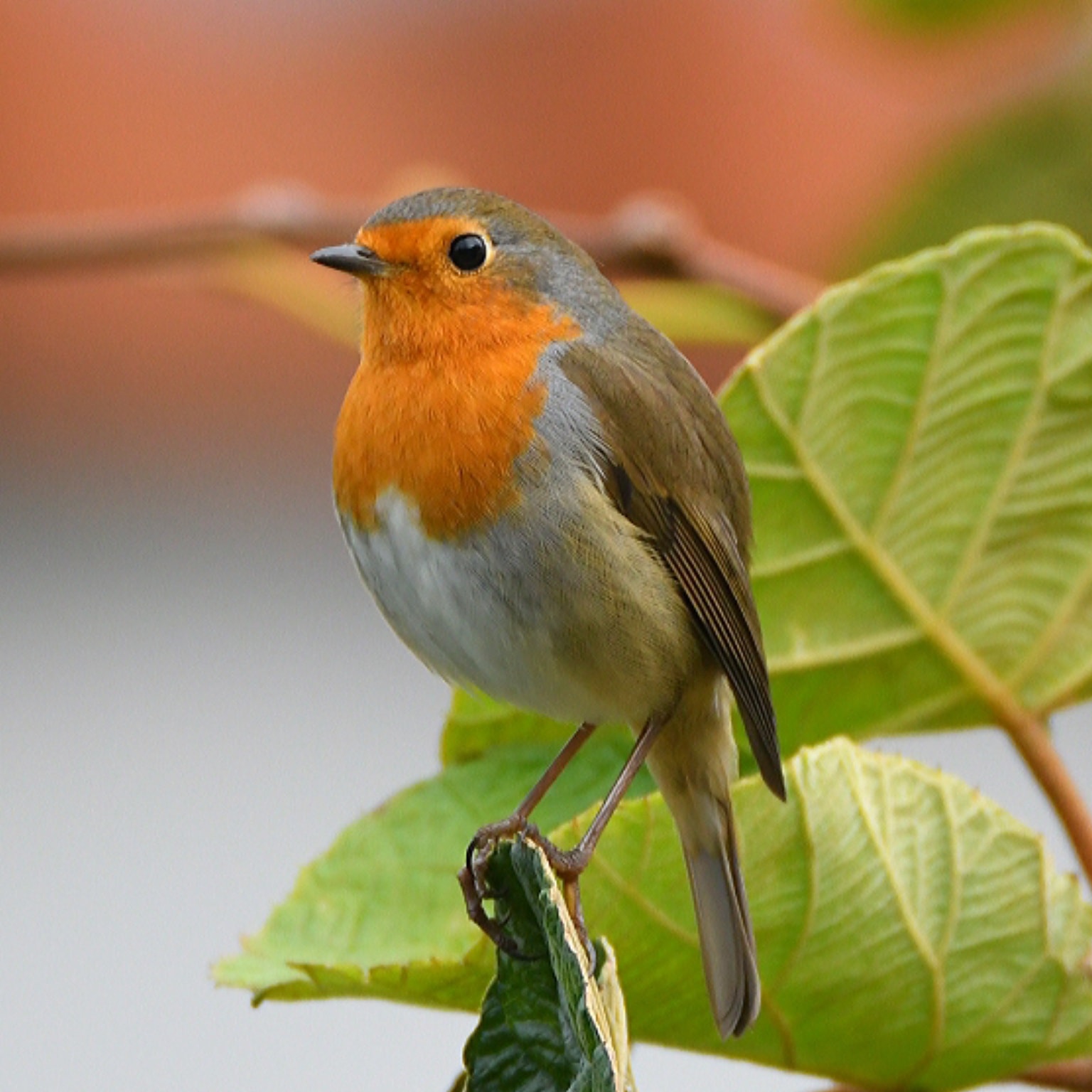 Robin - Pettirosso- Erithacus rubecula