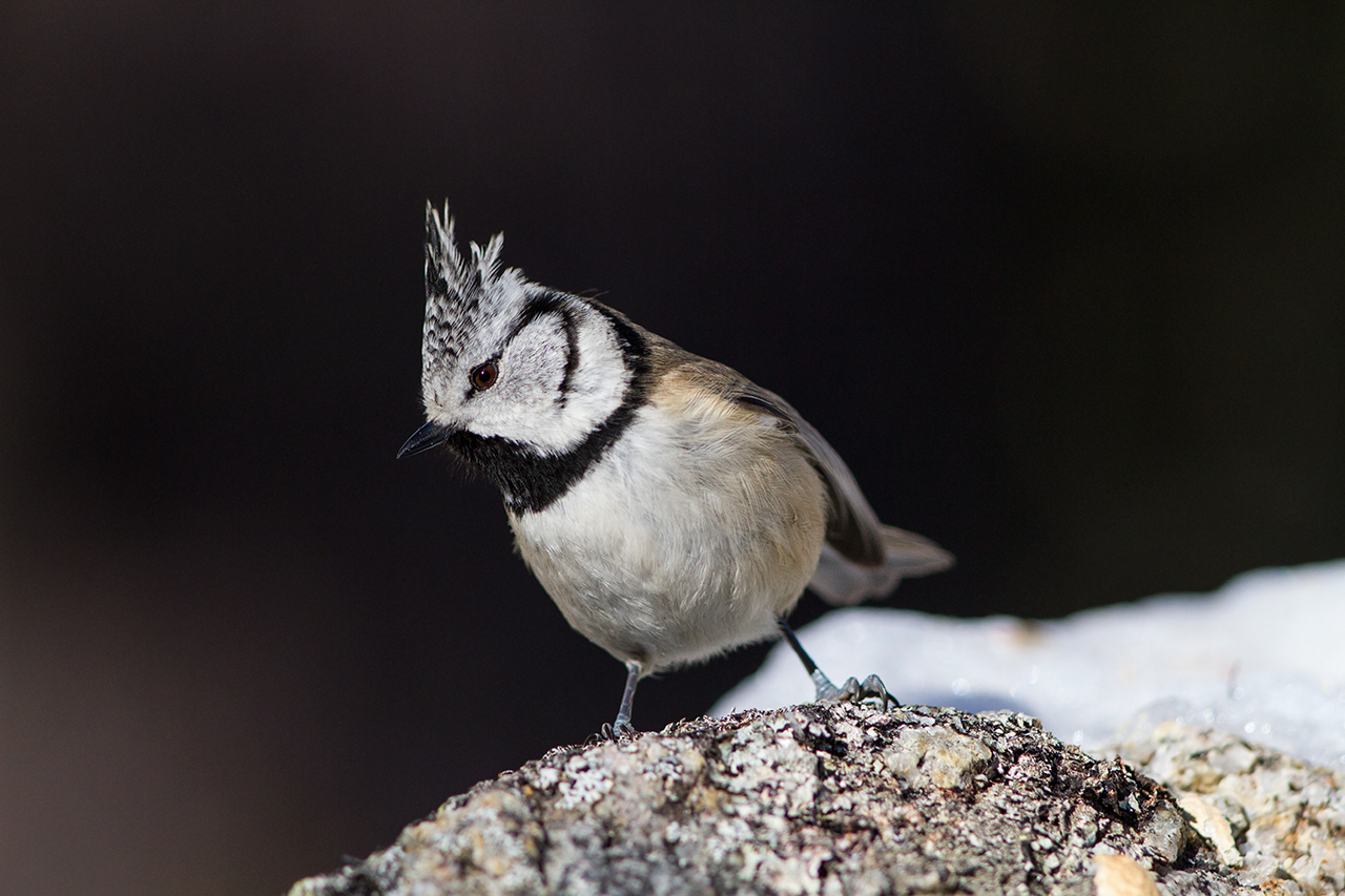 Crested Tit