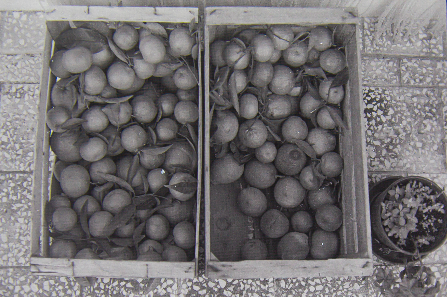 "Oranges and Mandarins"