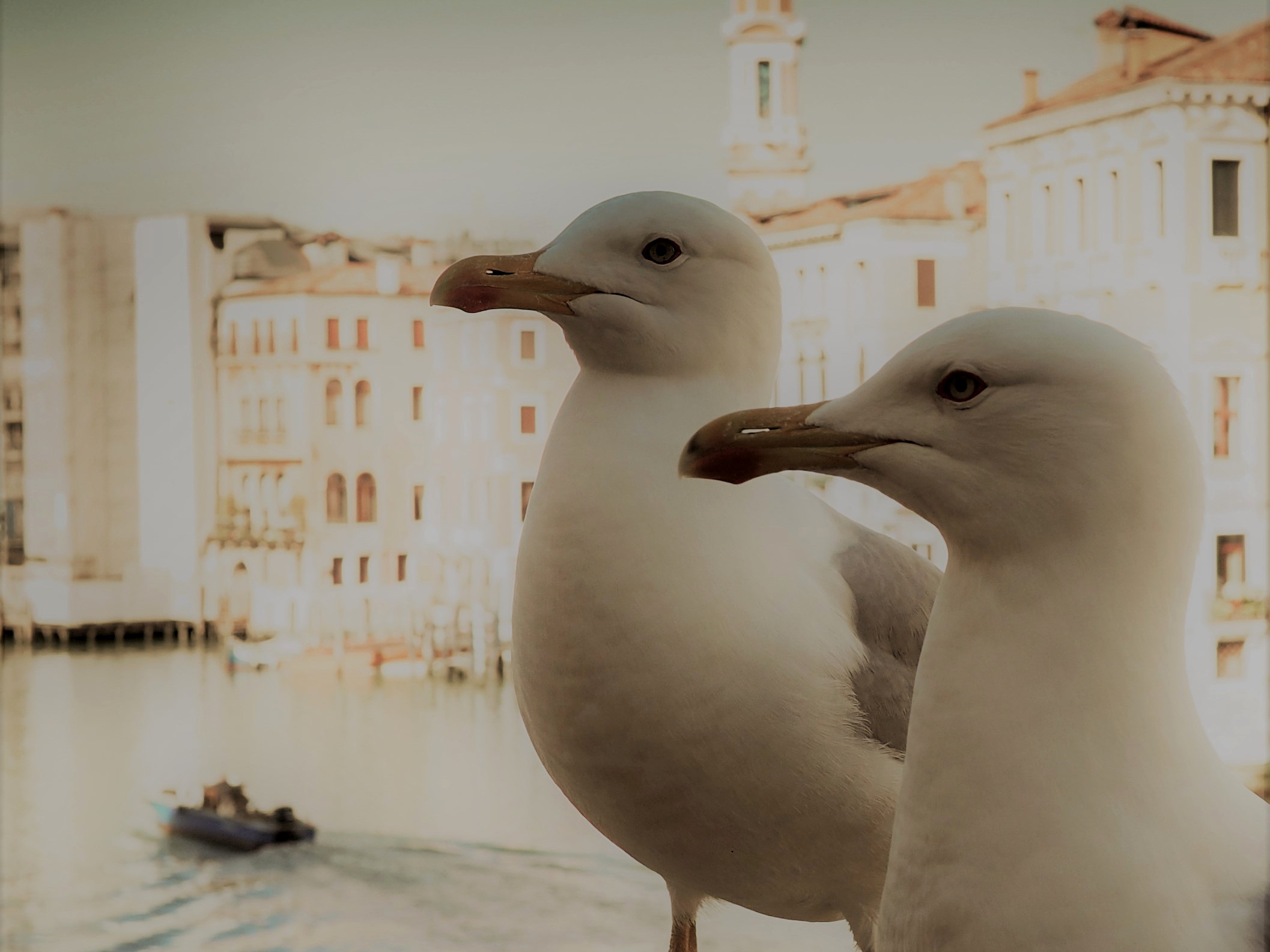 Seagulls