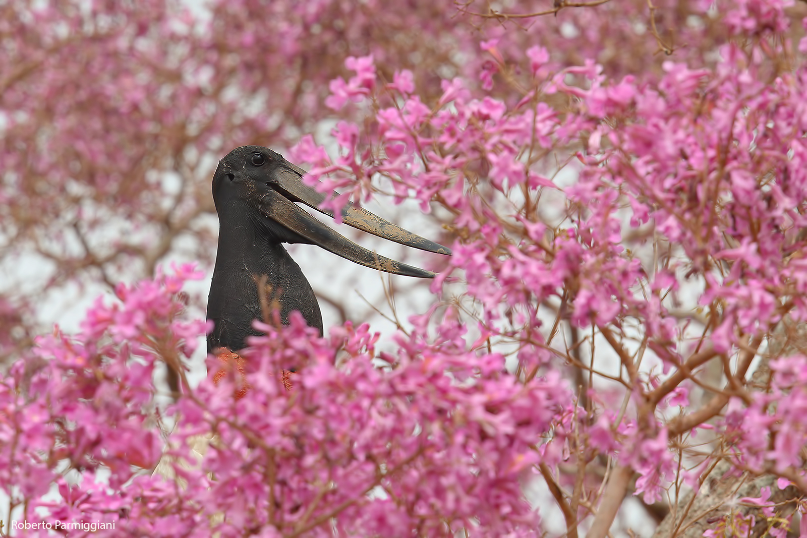 Jabiru and the Pink Ippe