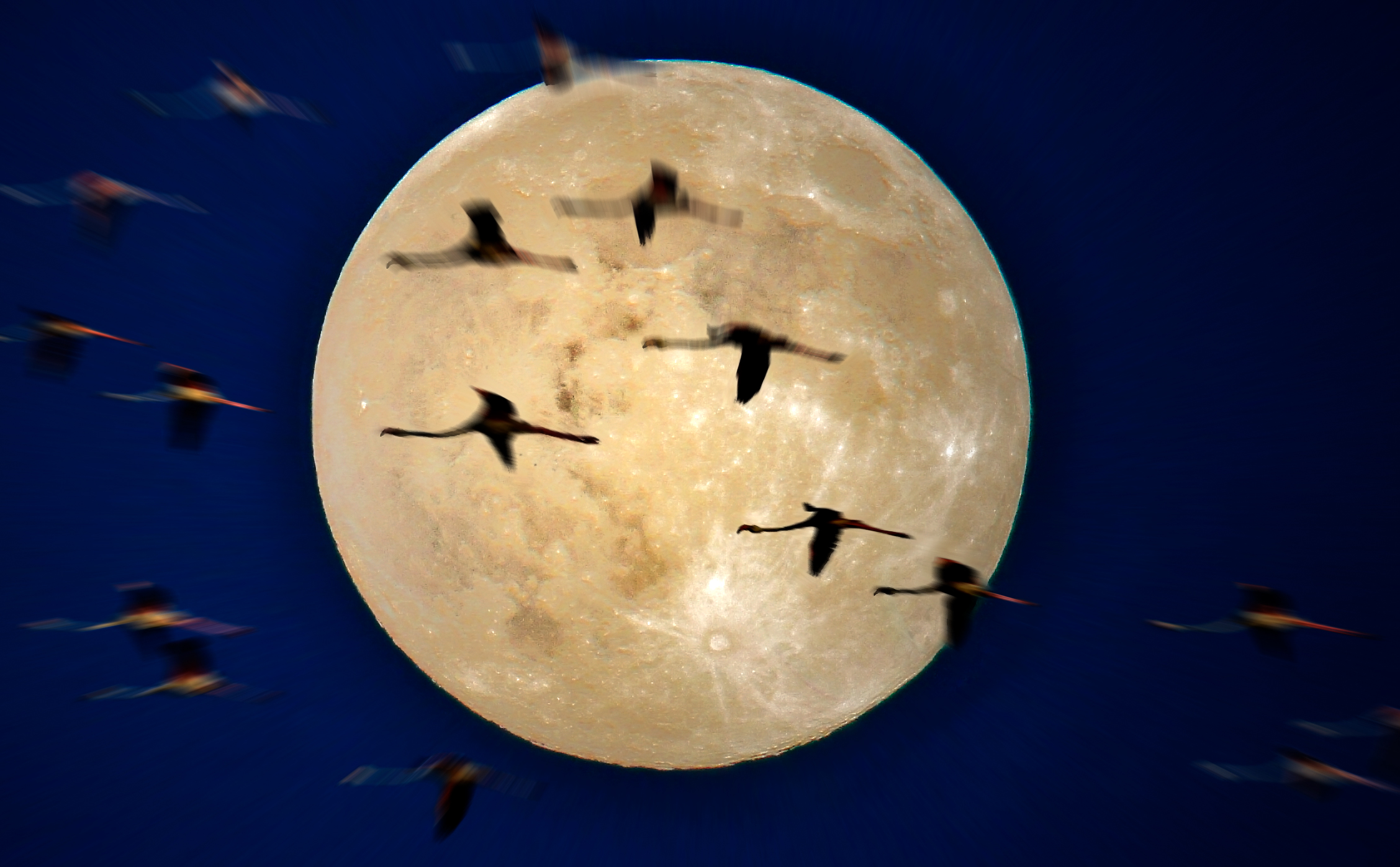 Porto corsini,volo di fenicotteri