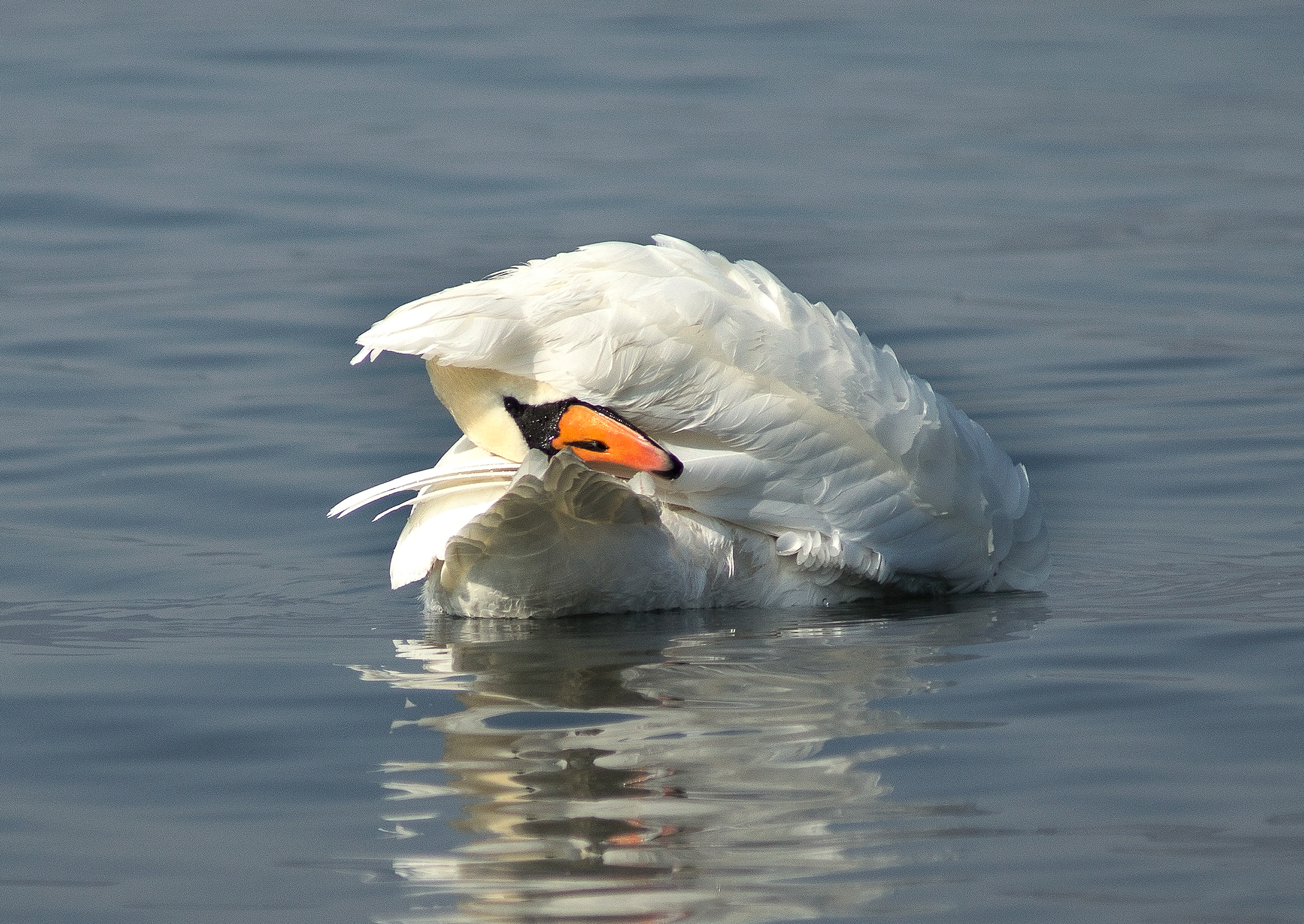 giochiamo a nascondino