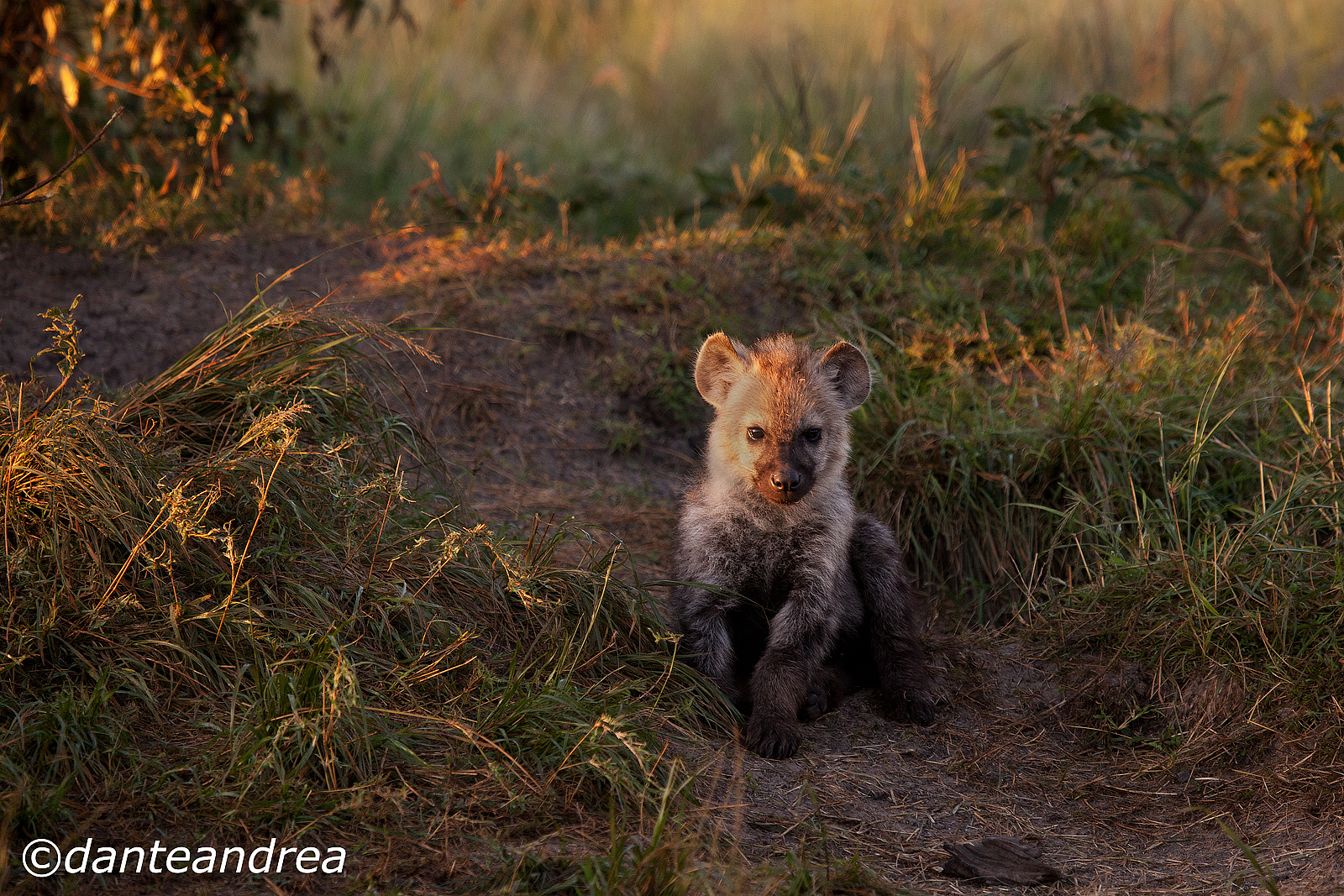 Young hyena