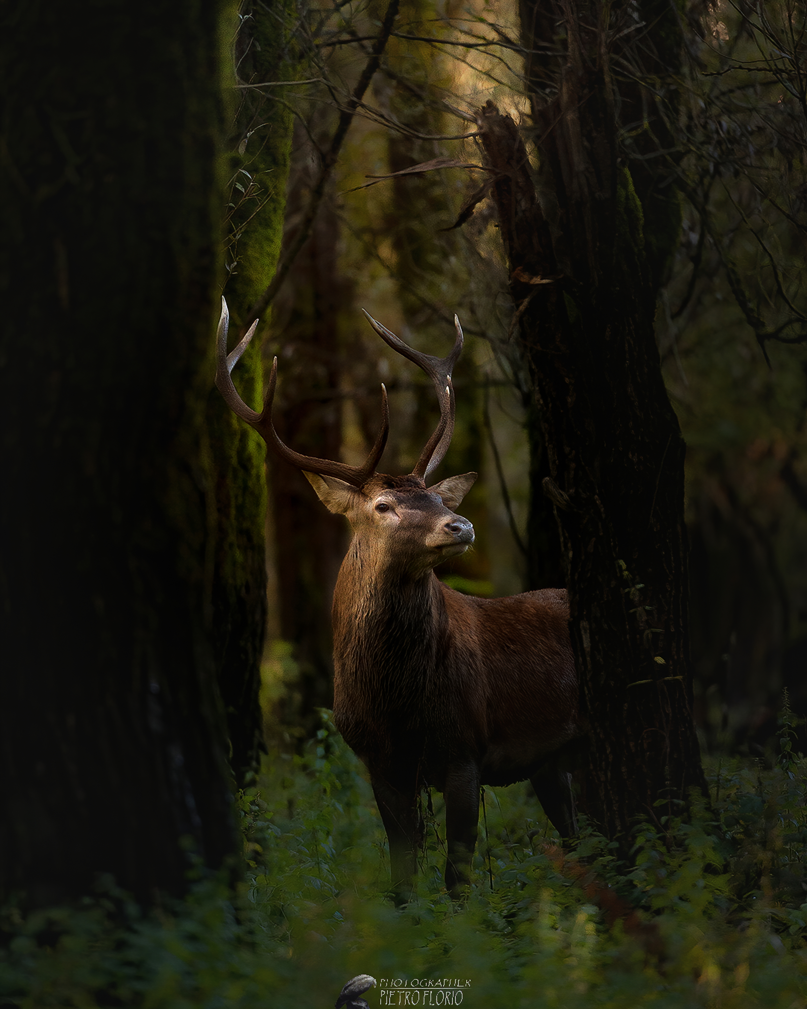 vagando fra i boschi