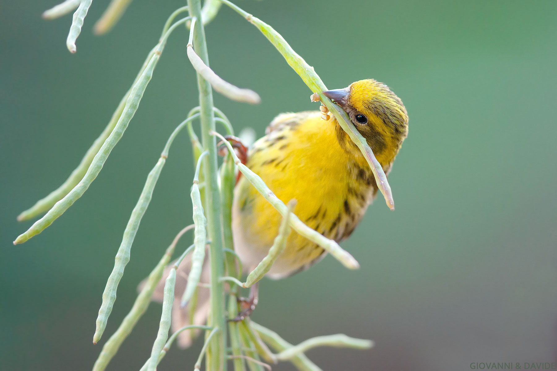 ...Grande appetito...