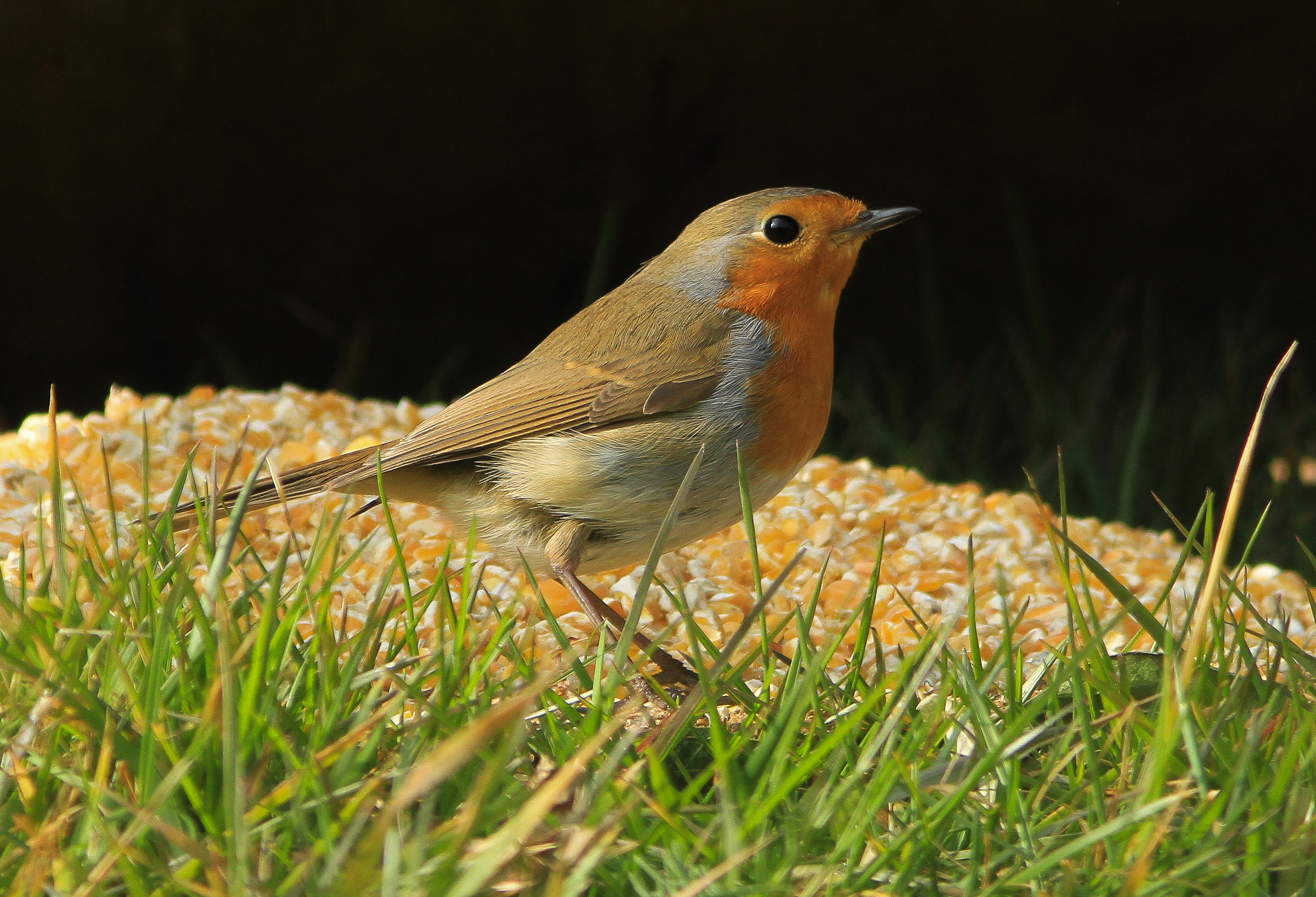 Erithacus rubecula