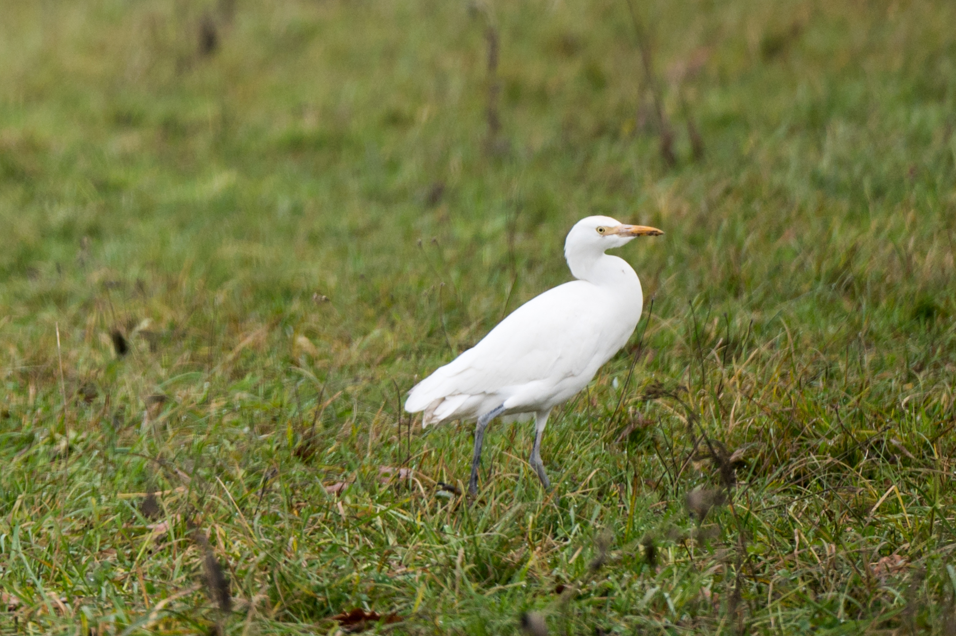 egret