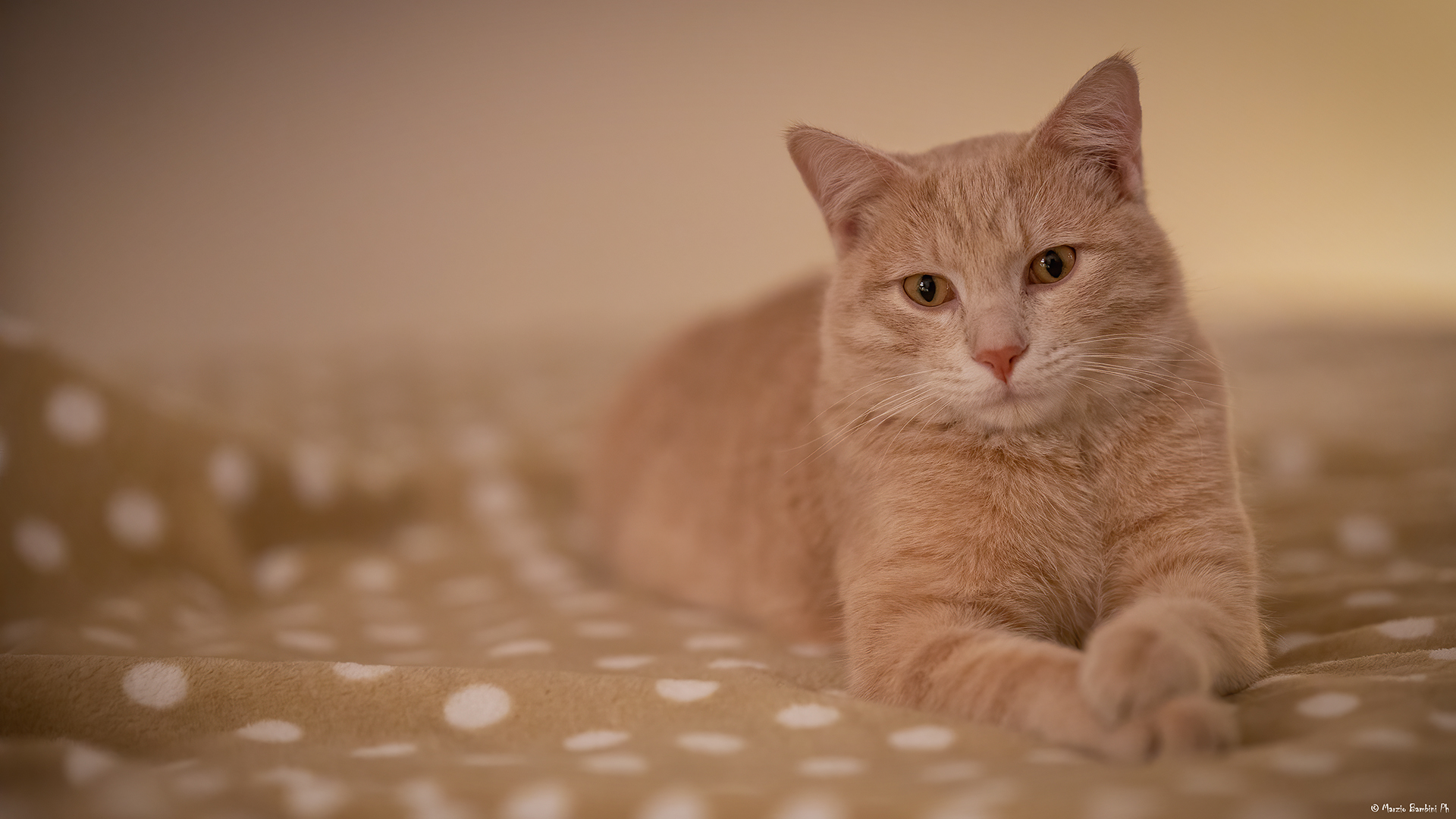 Red 3, the Sphinx