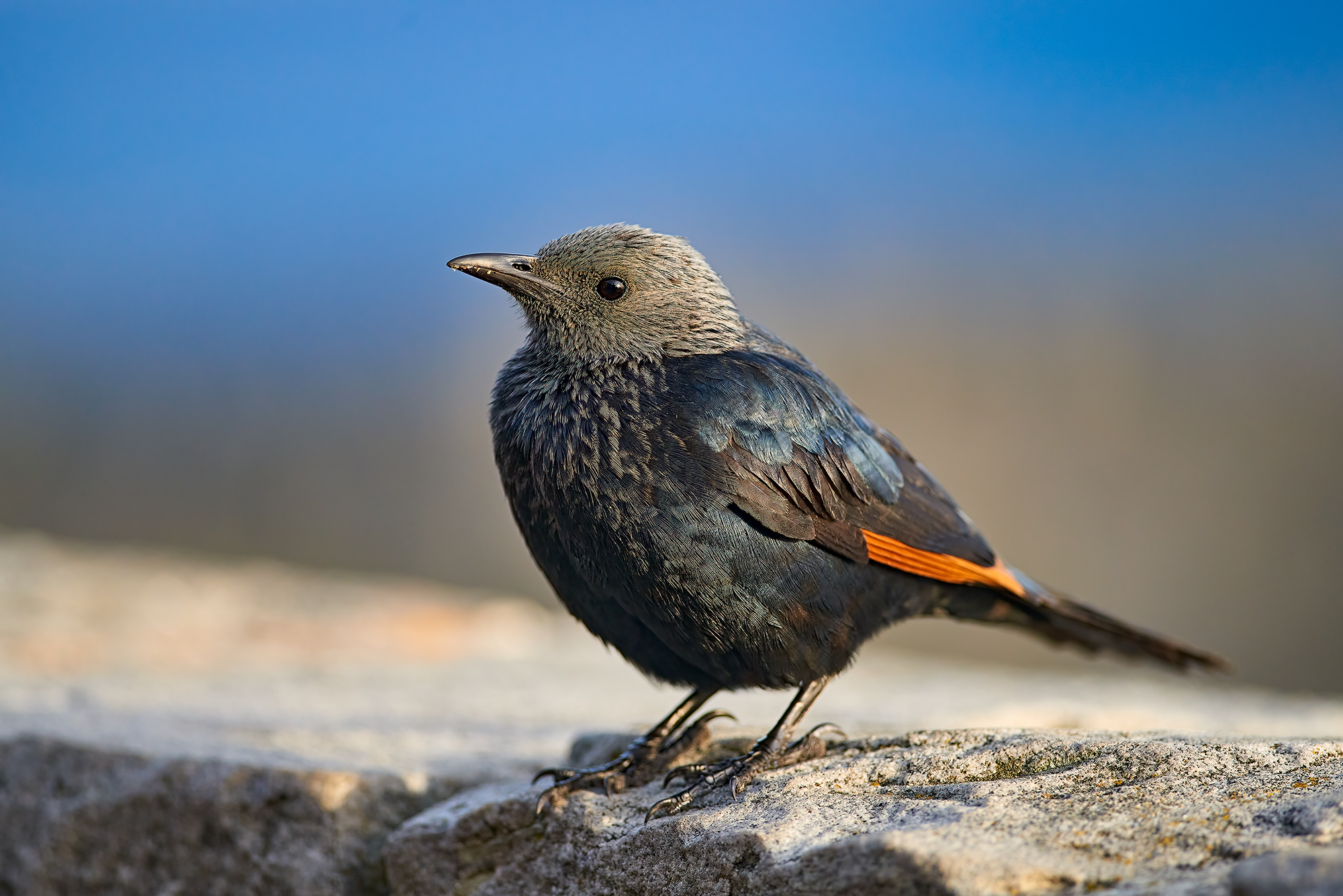 Red starling
