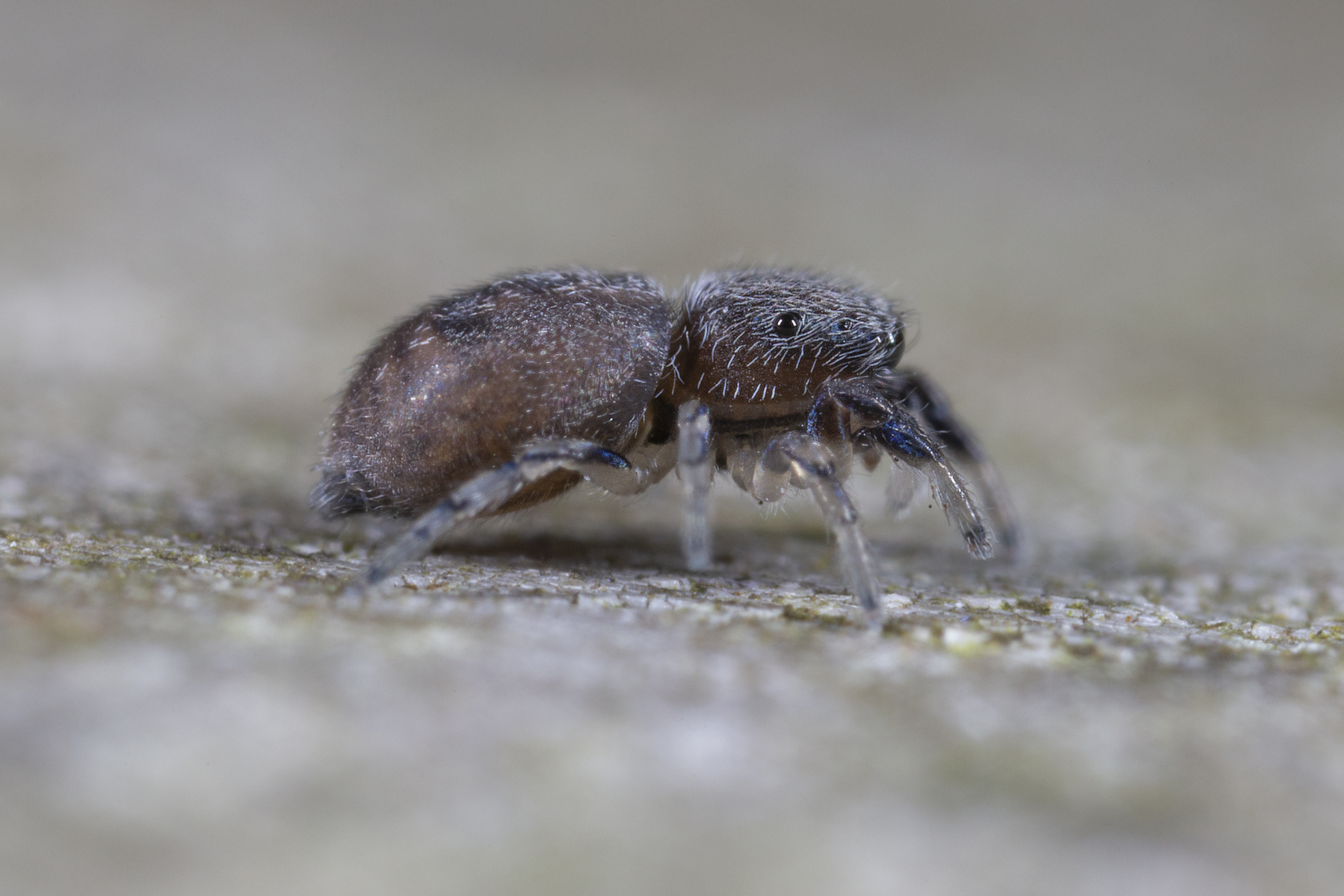 Salticidae, Ballus sp.