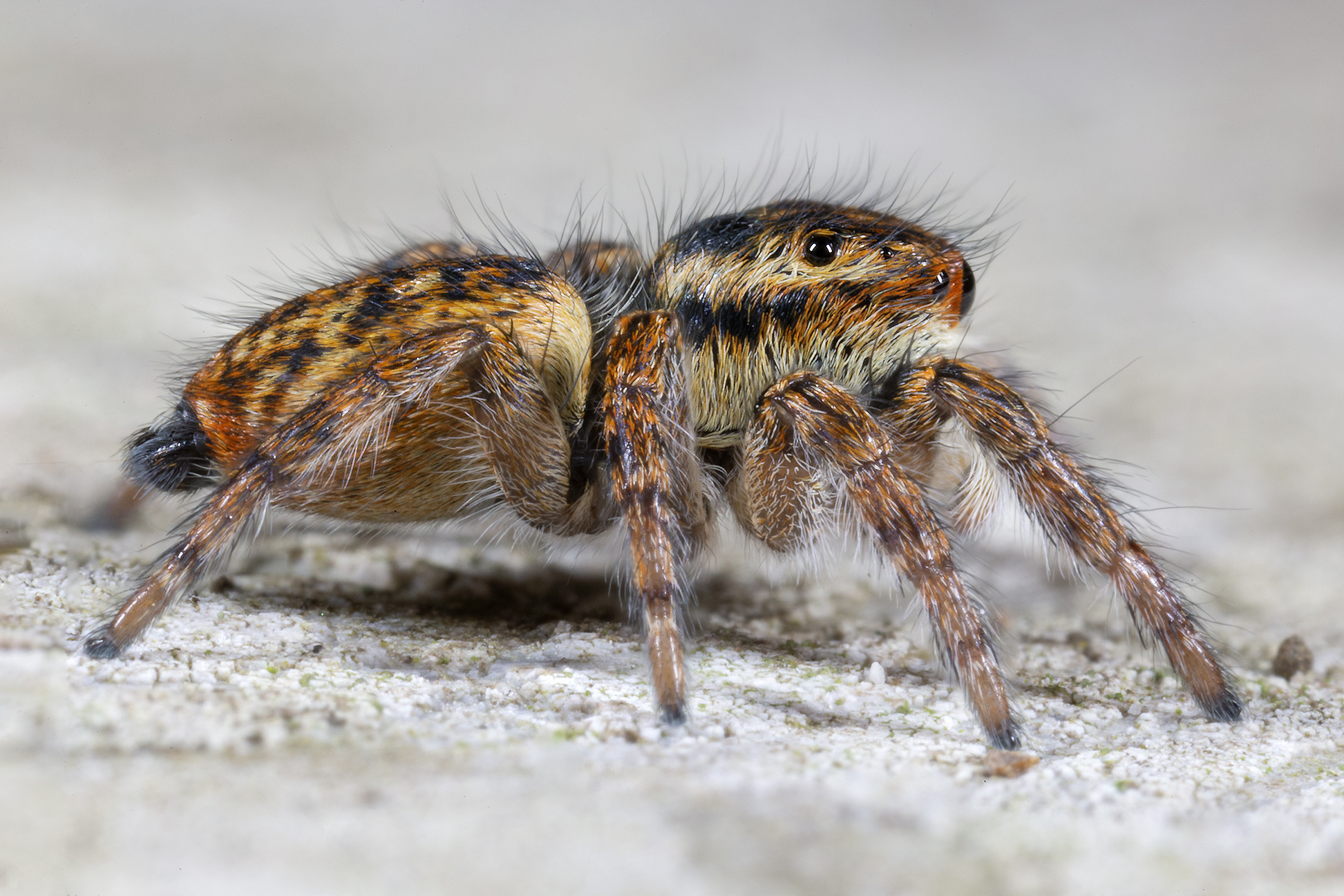 Carrhotus xanthogram female