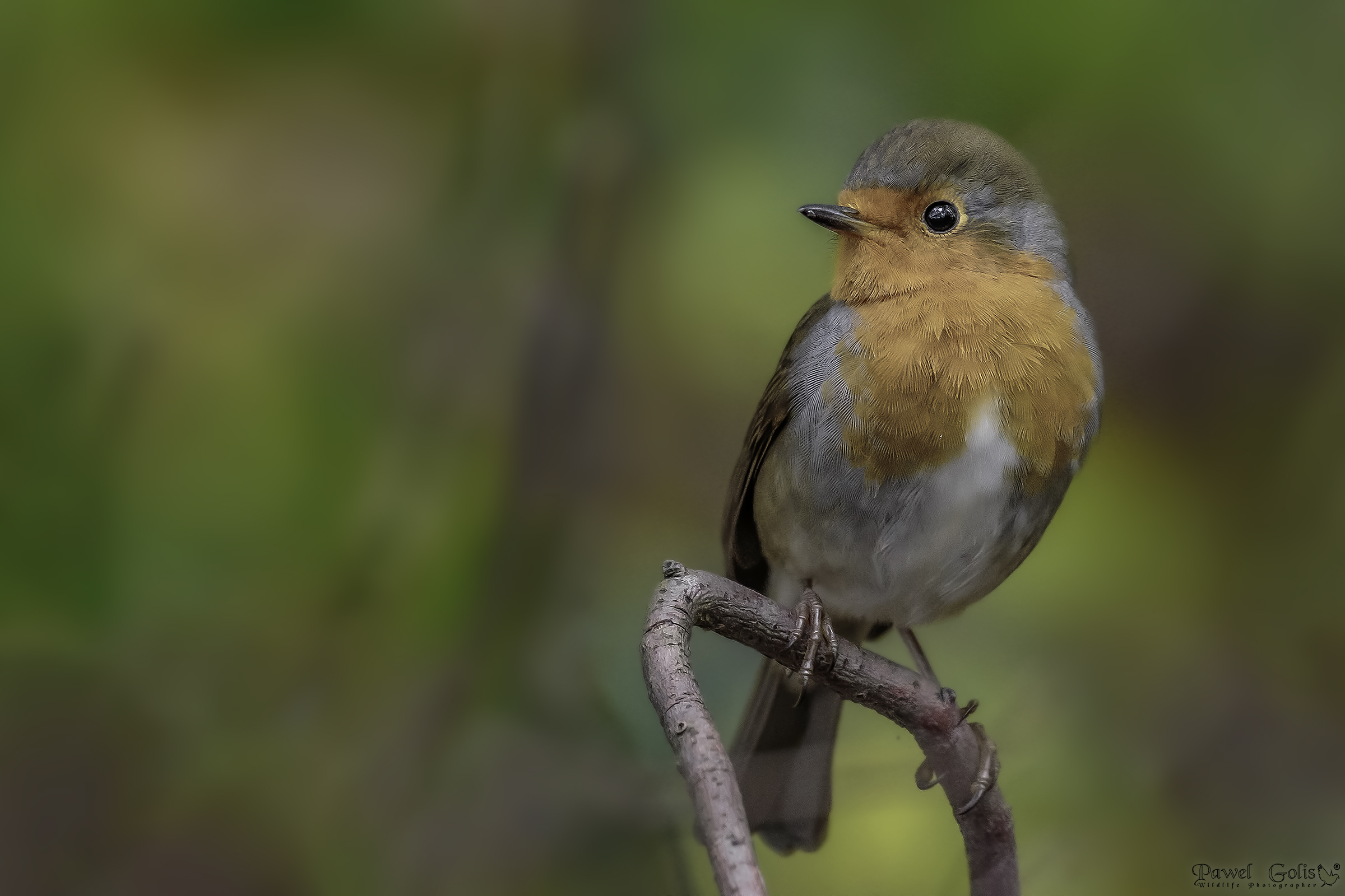 Pettirosso europeo (Erithacus rubecula)