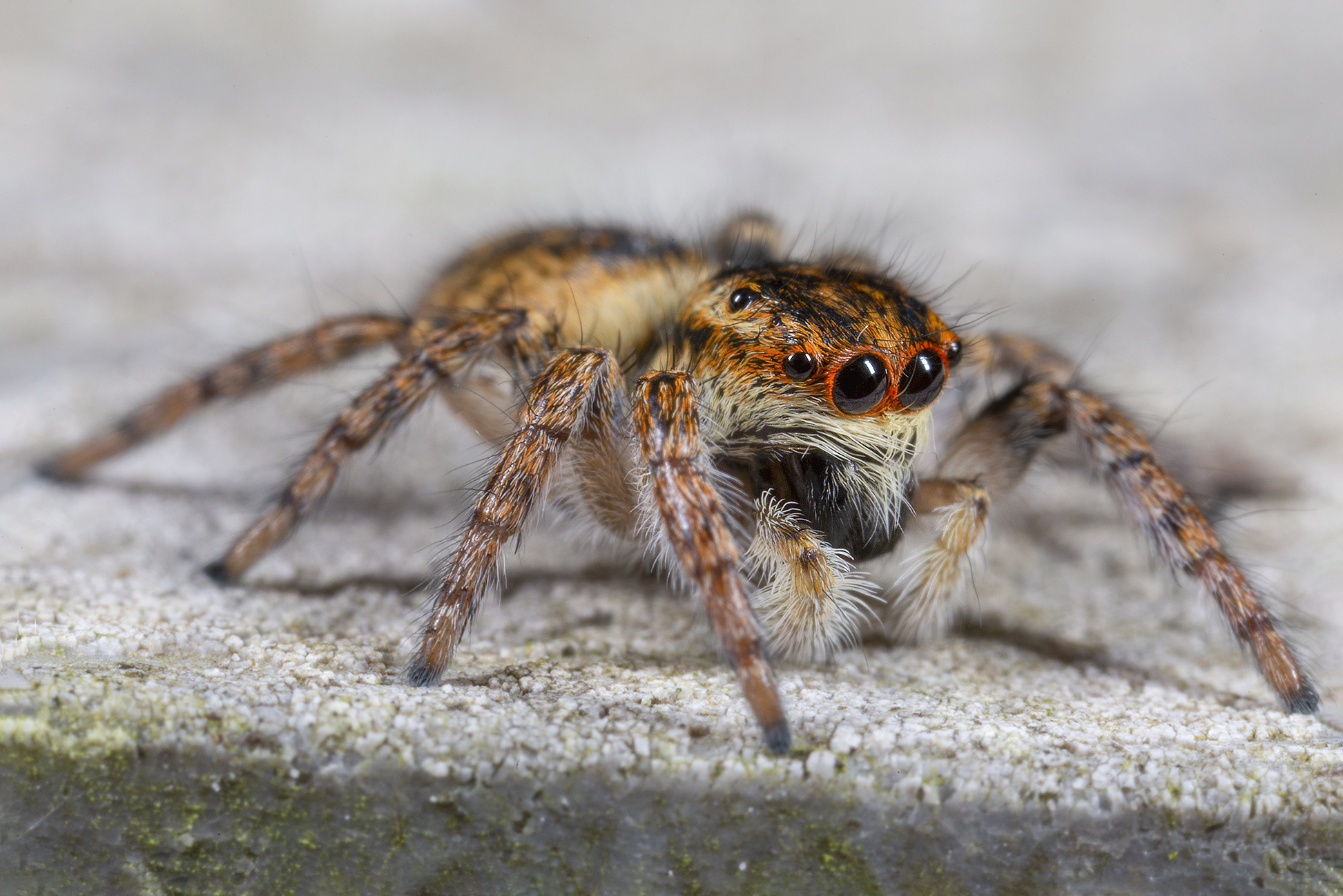 Carrhotus xanthogram female