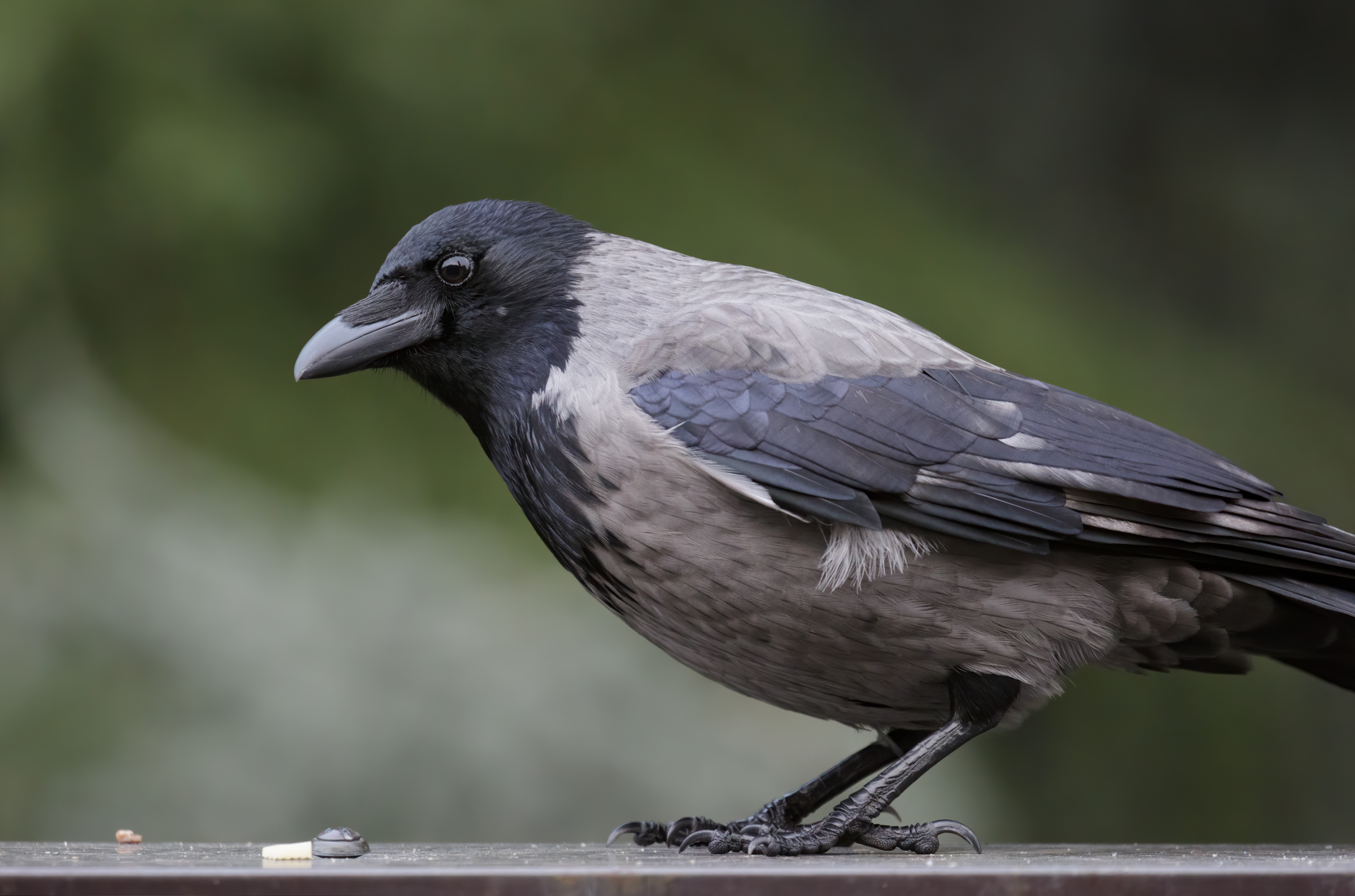 La bella cornacchia grigia.