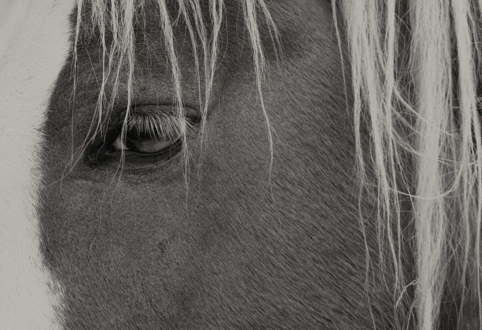 Wilde Eye