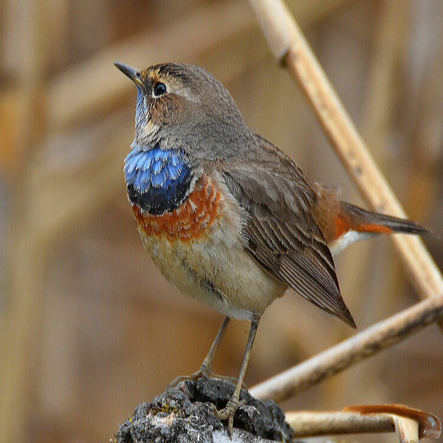 Bluethroat- Pettazzurro  -Luscinia svecica