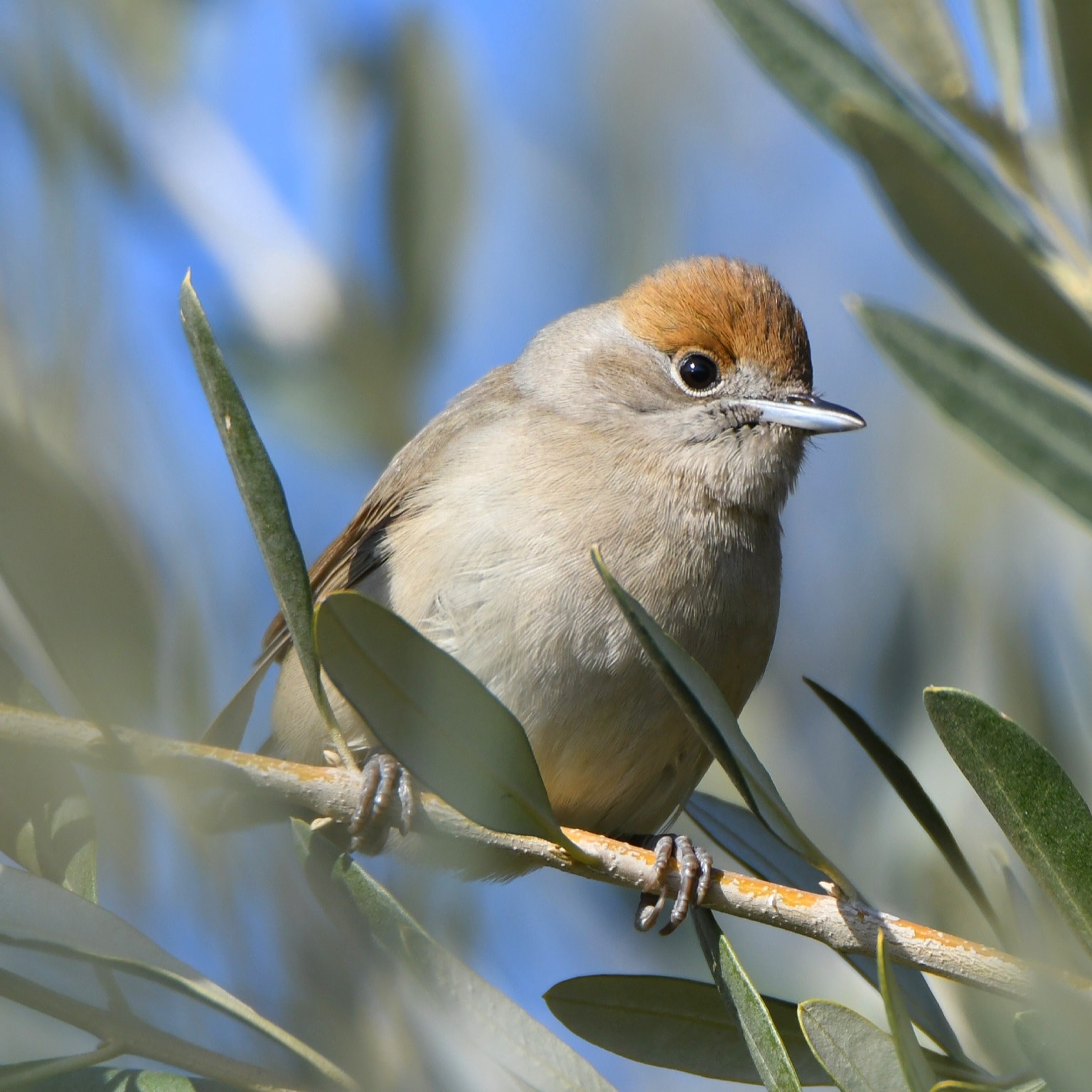 Eurasian blackcap- Capinera-Sylvia atricapilla