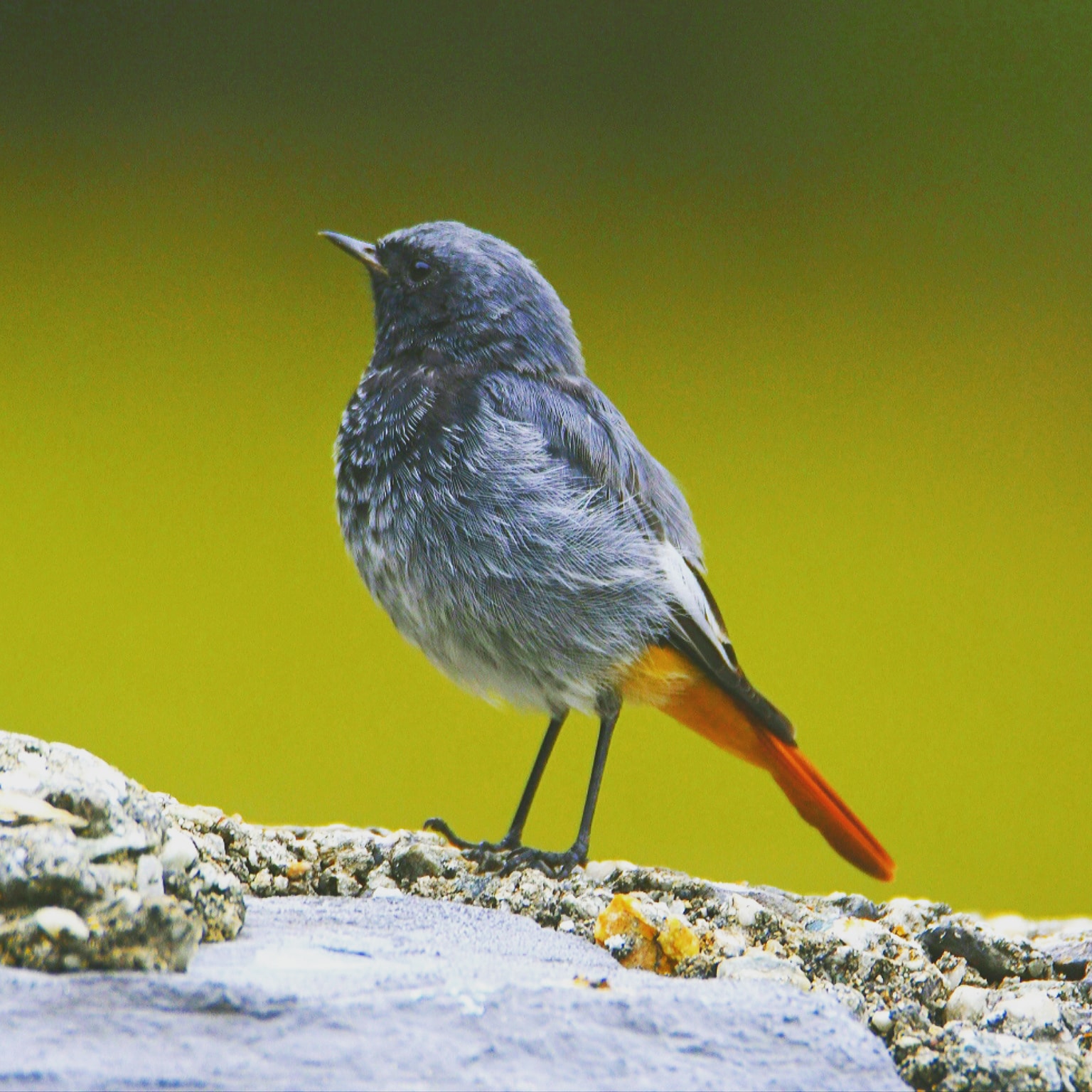 Black redstert-Codirosso-Phoenicurus phoenicurus