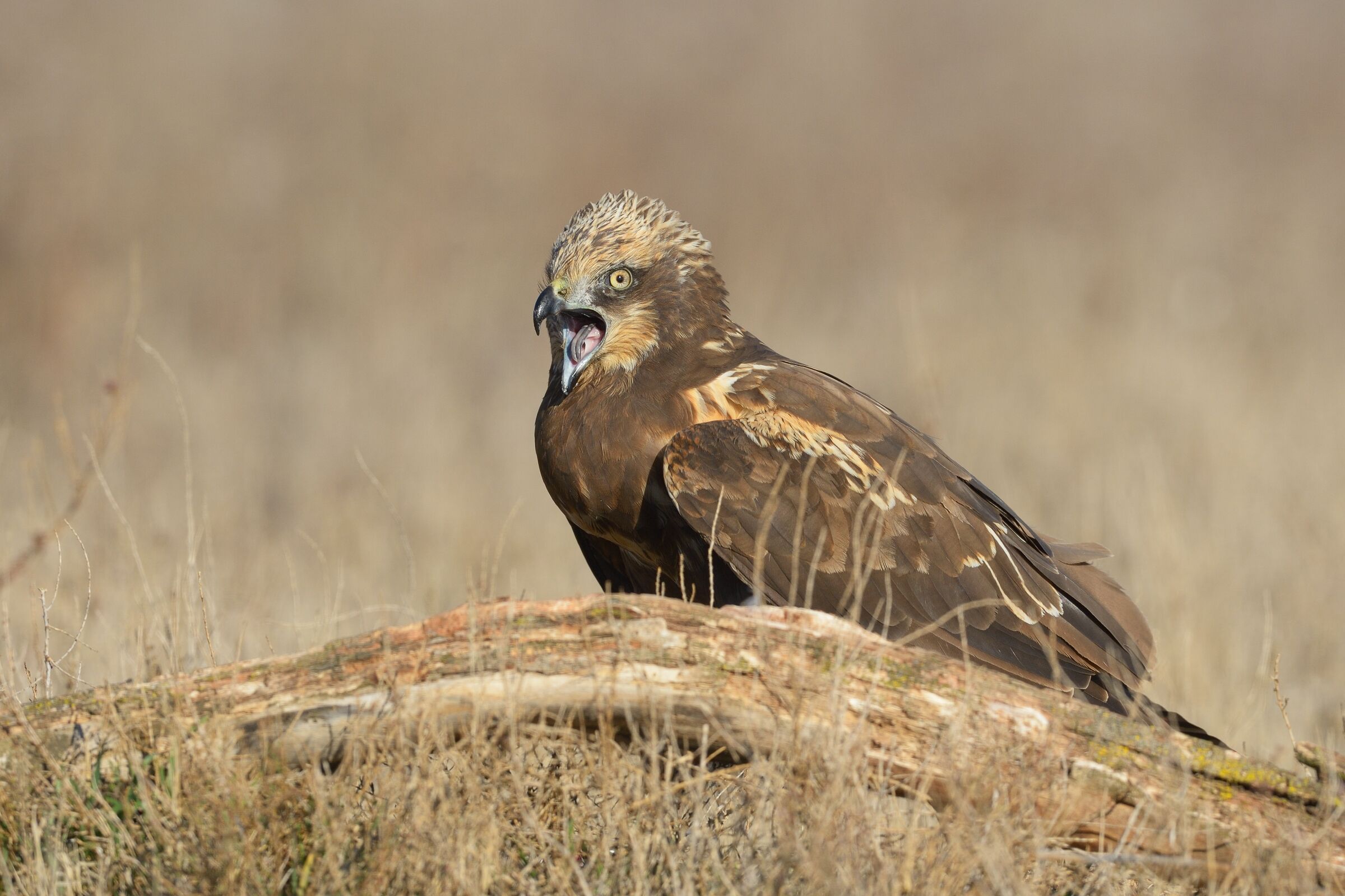 Falco di palude (Circus aeruginosus)