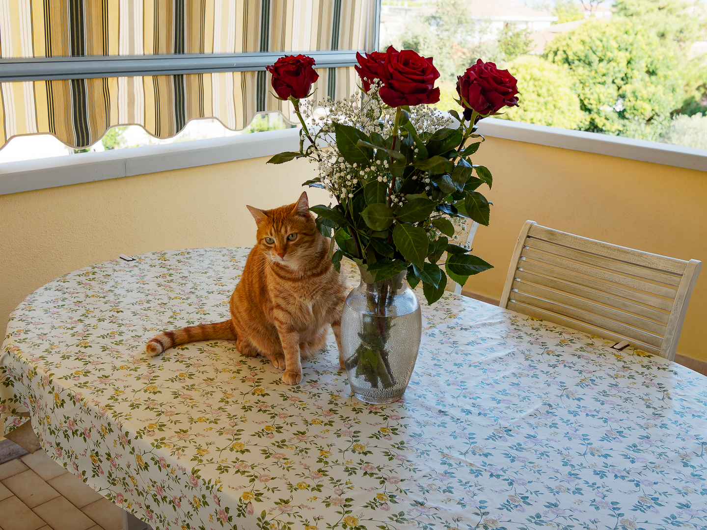 The Cat and the Roses
