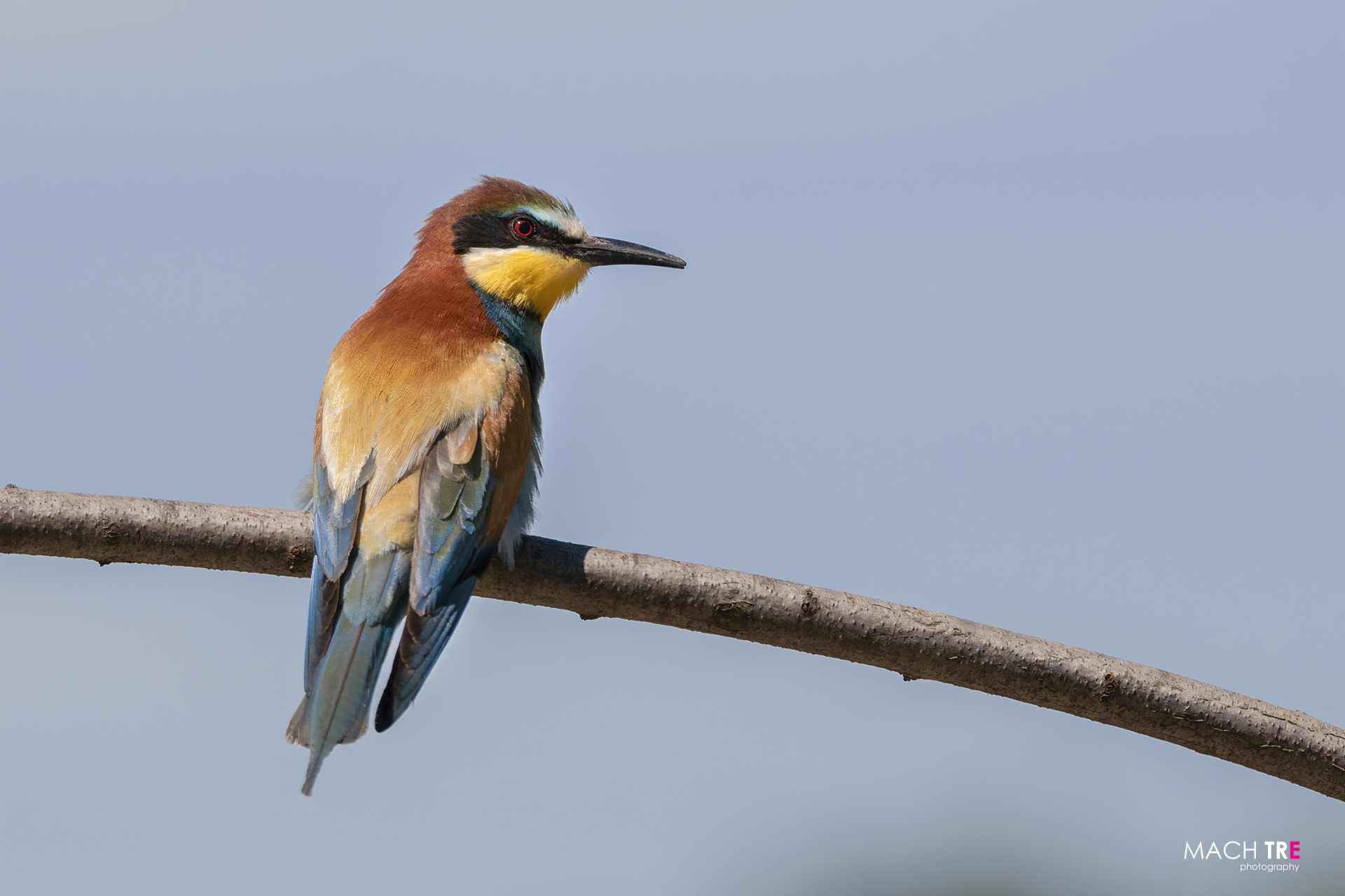 Bee-eater