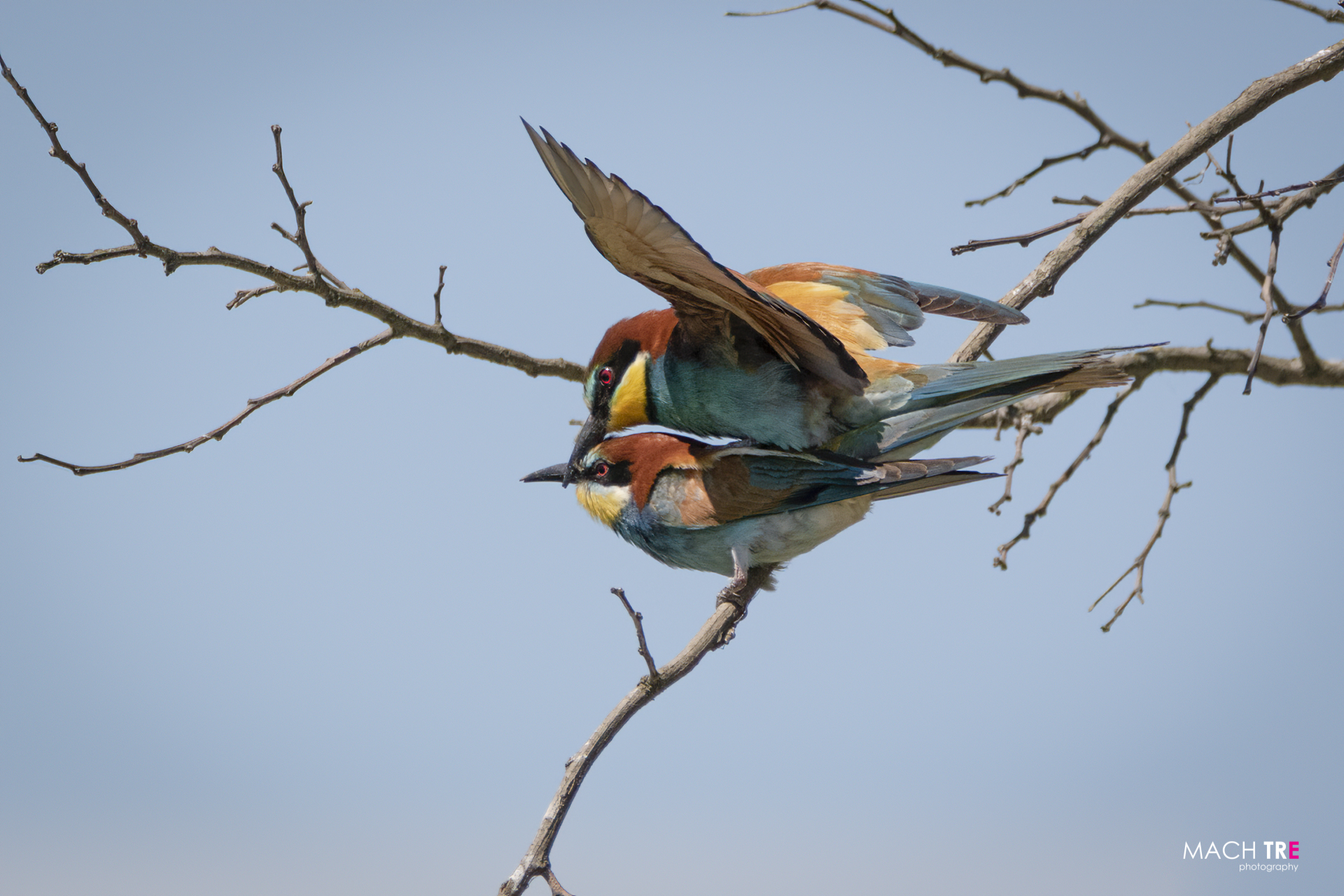 Bee-eater