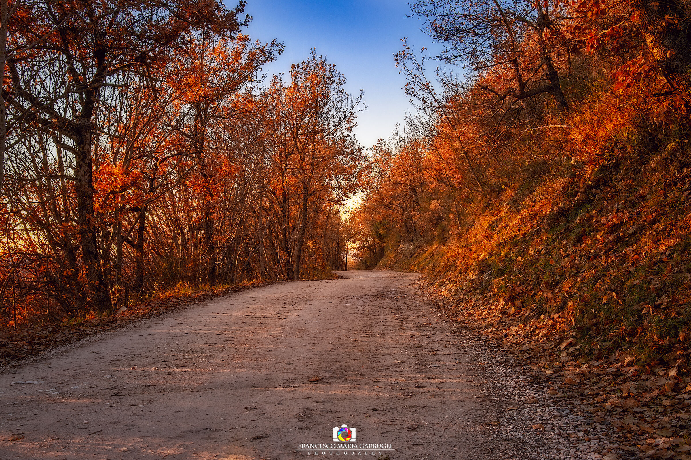 Ultime foglie d'autunno scaldate dal tramonto.....