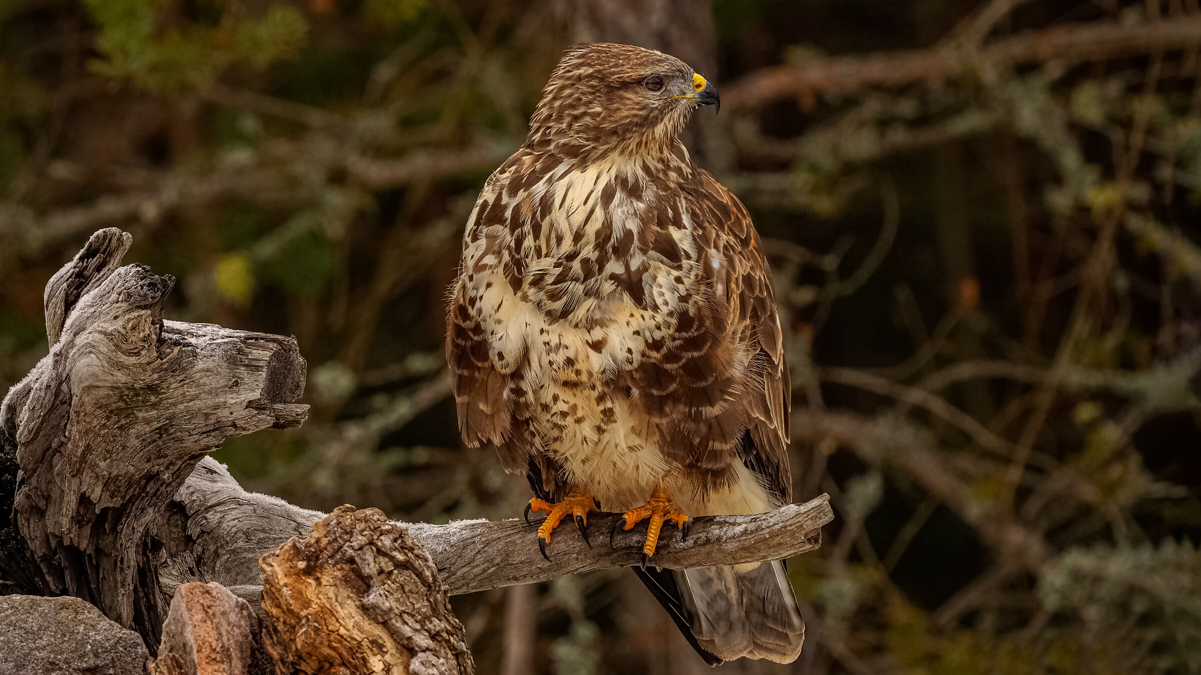 Poiana lei non si smentisce mai