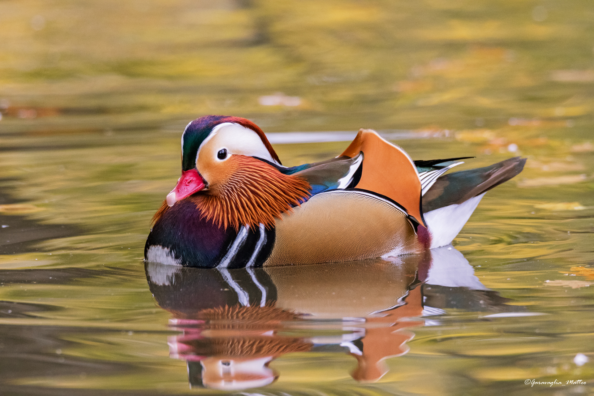 Mandarin Duck (Aix galericulata)