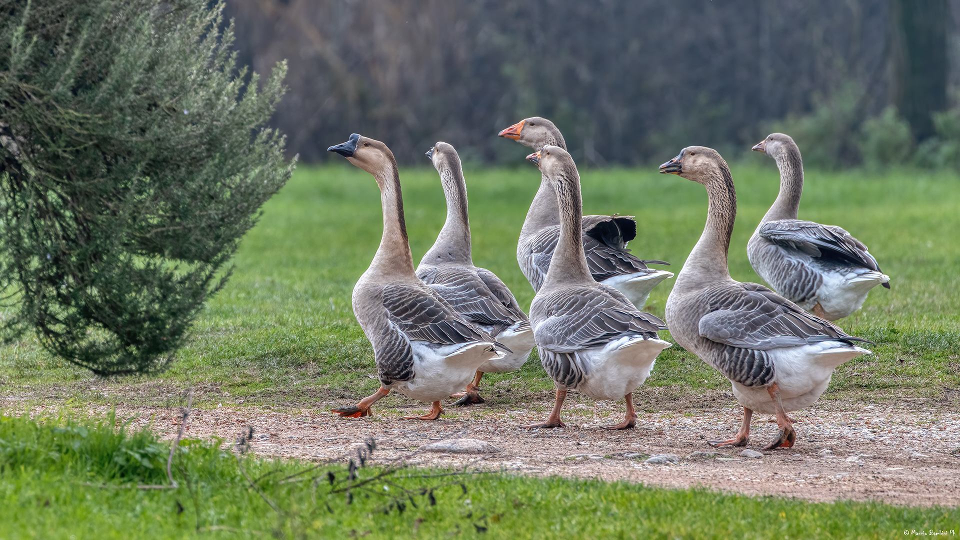 Geese